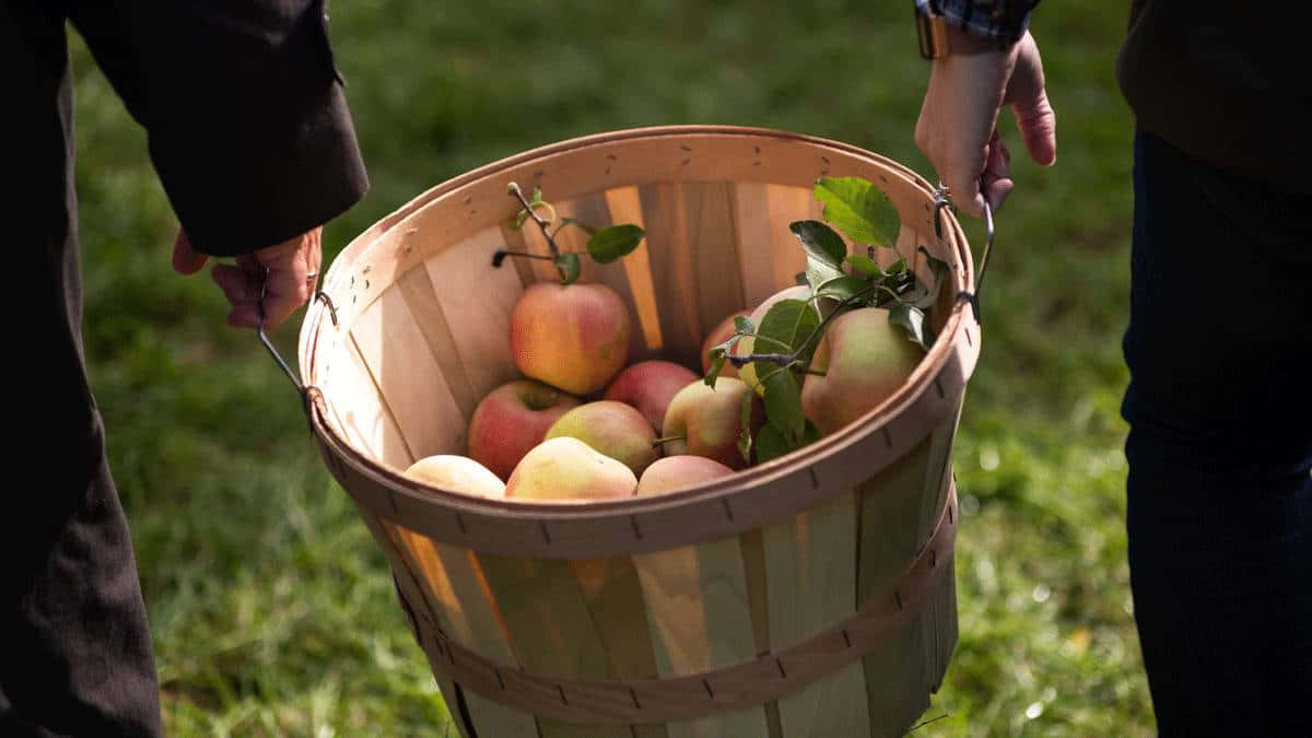 fall apples, wooden basket, freshly picked apples, SD Desktop Wallpaper