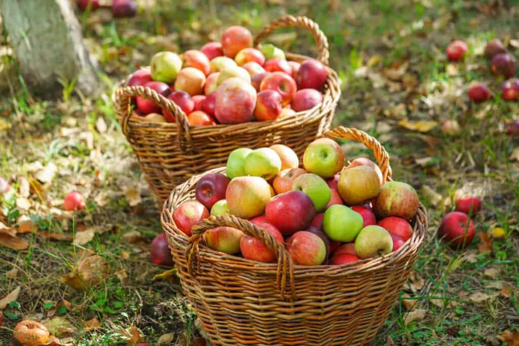 fall apples, red and green apples, woven baskets, SD Desktop Wallpaper