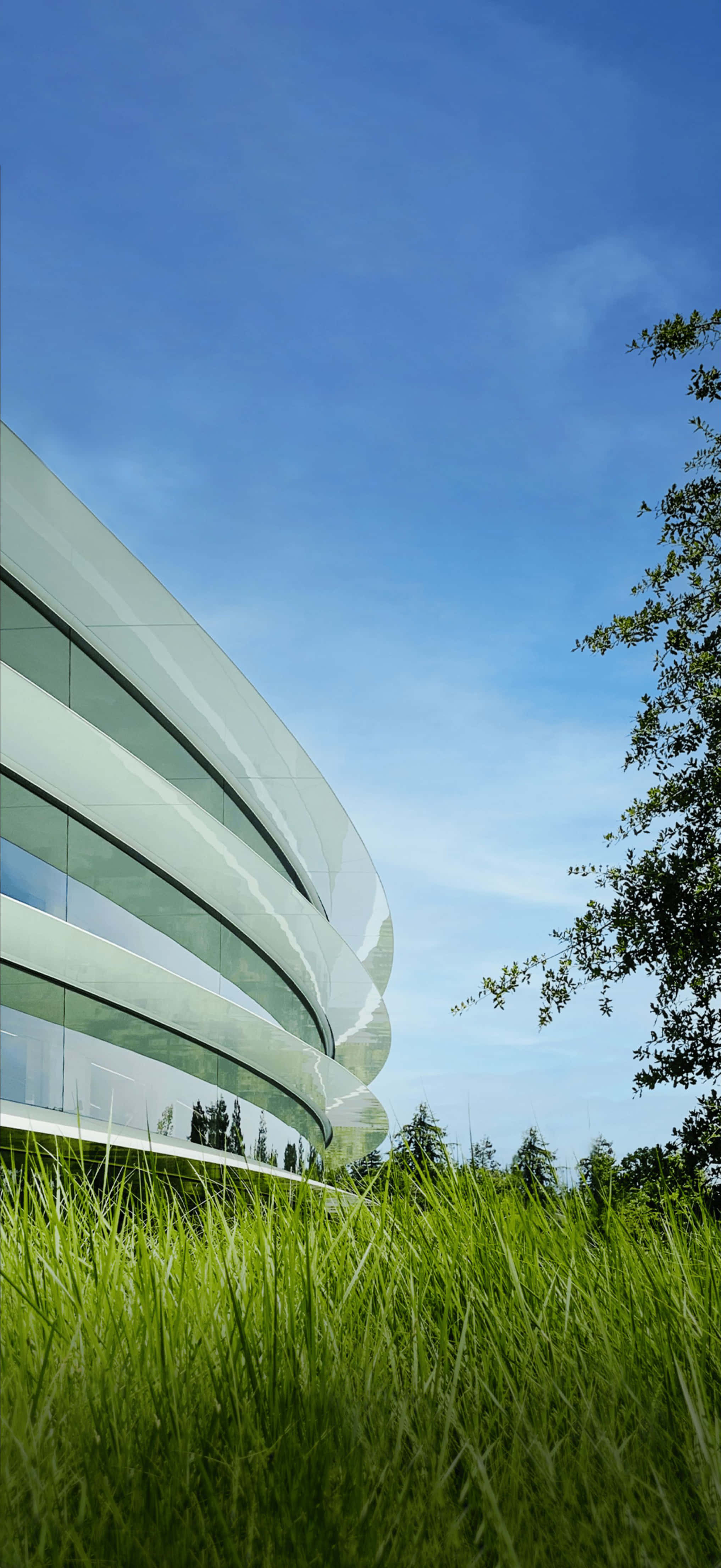 Apple Park, curved glass building, vibrant green grass, 4K Phone Wallpaper