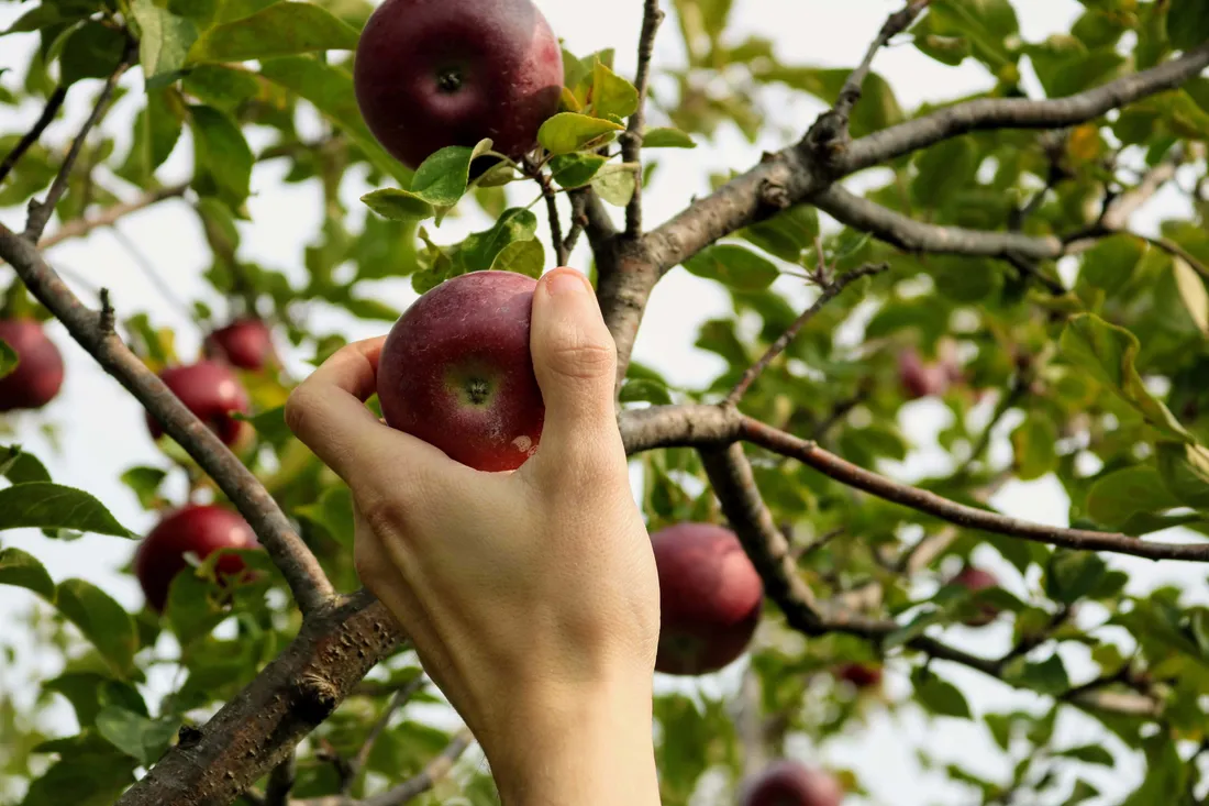 Apple Picking