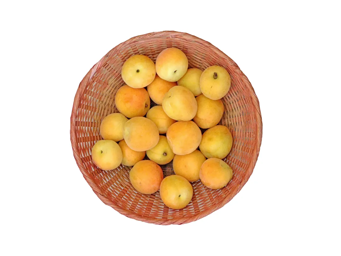 Apricot