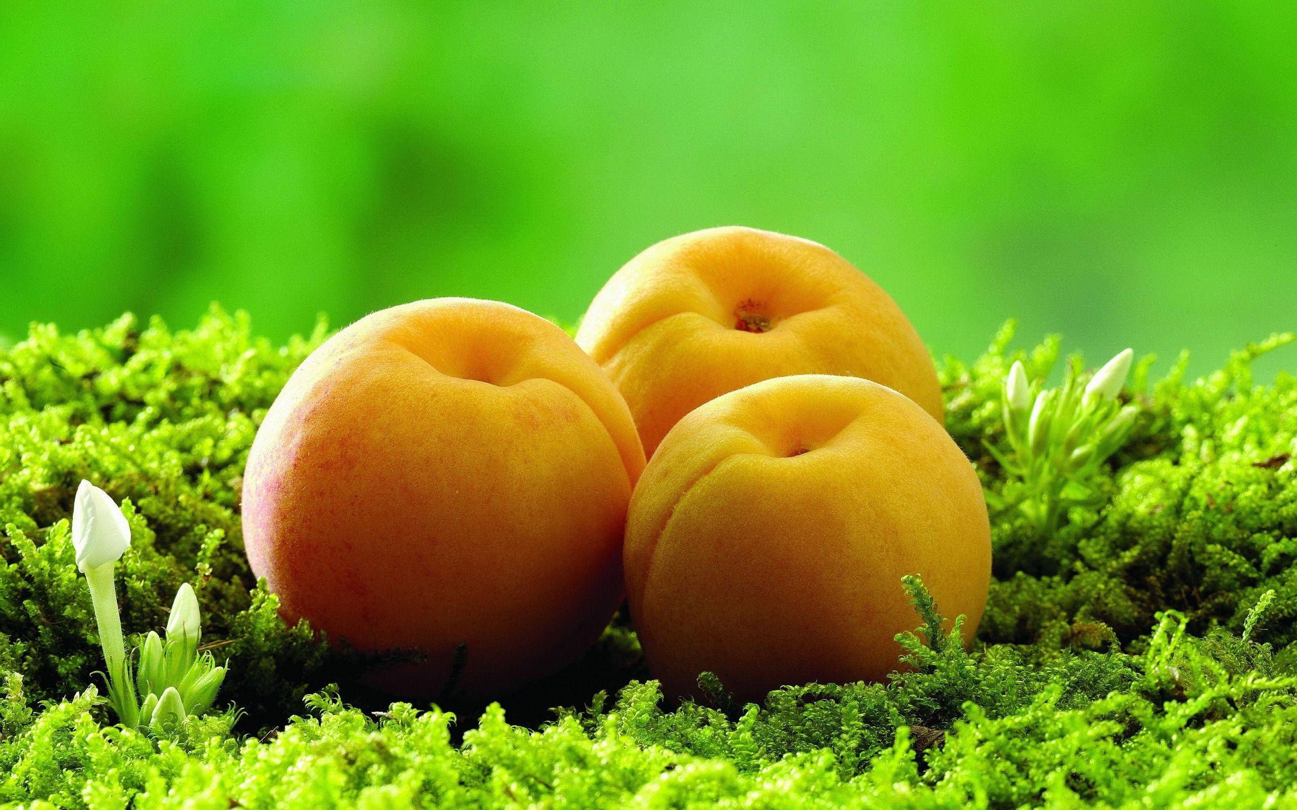three big apricot fruits, fresh and succulent apricots, vibrant green moss, 2K Desktop Wallpaper
