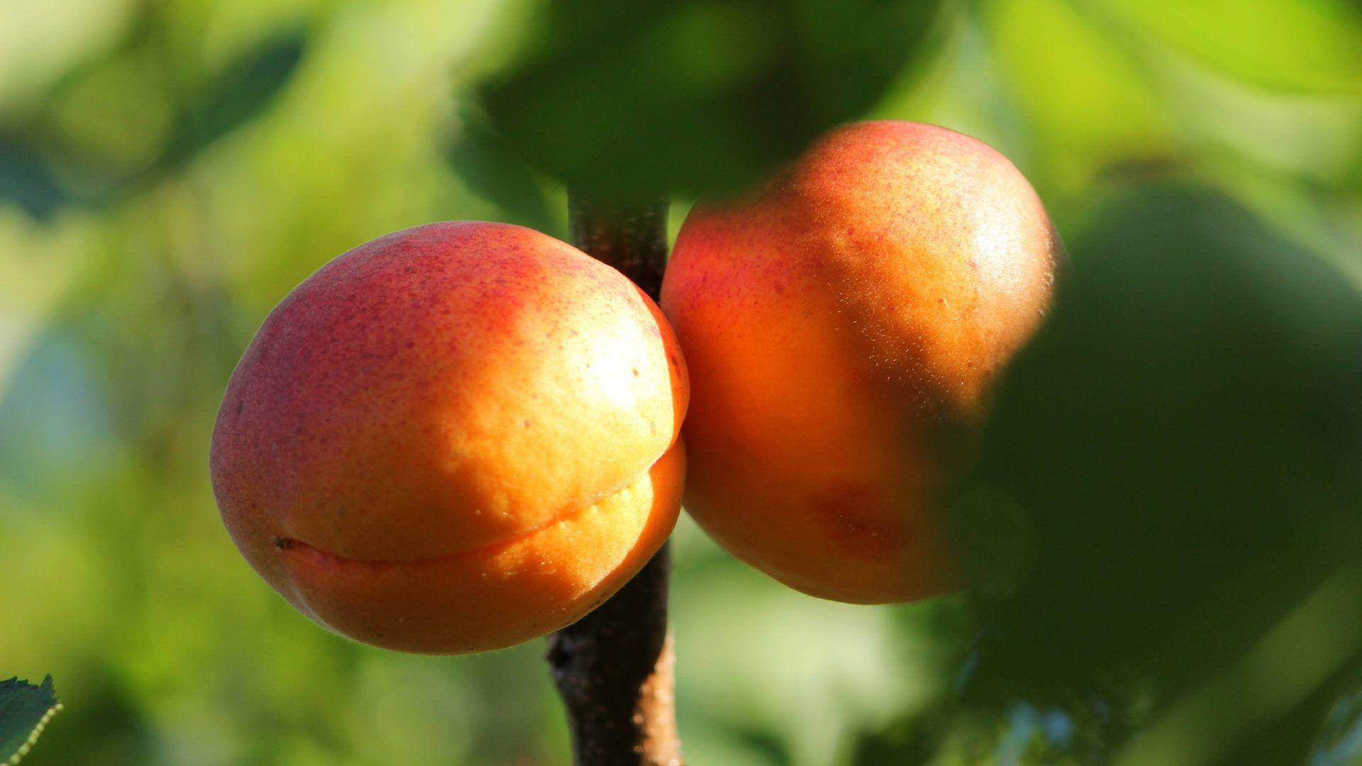 apricot fruits, tree, sunlit, Full HD Desktop Wallpaper