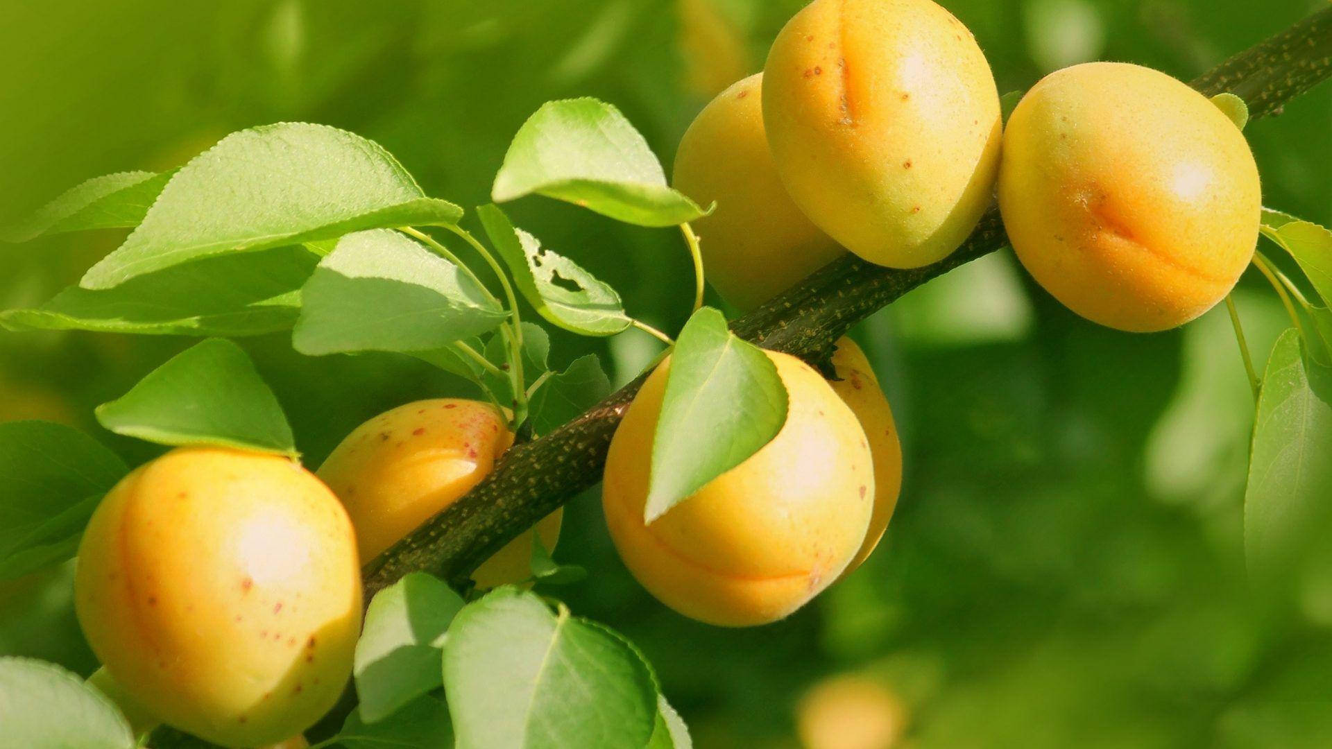 apricot, yellow apricot, sunlit branch, Full HD Desktop Wallpaper
