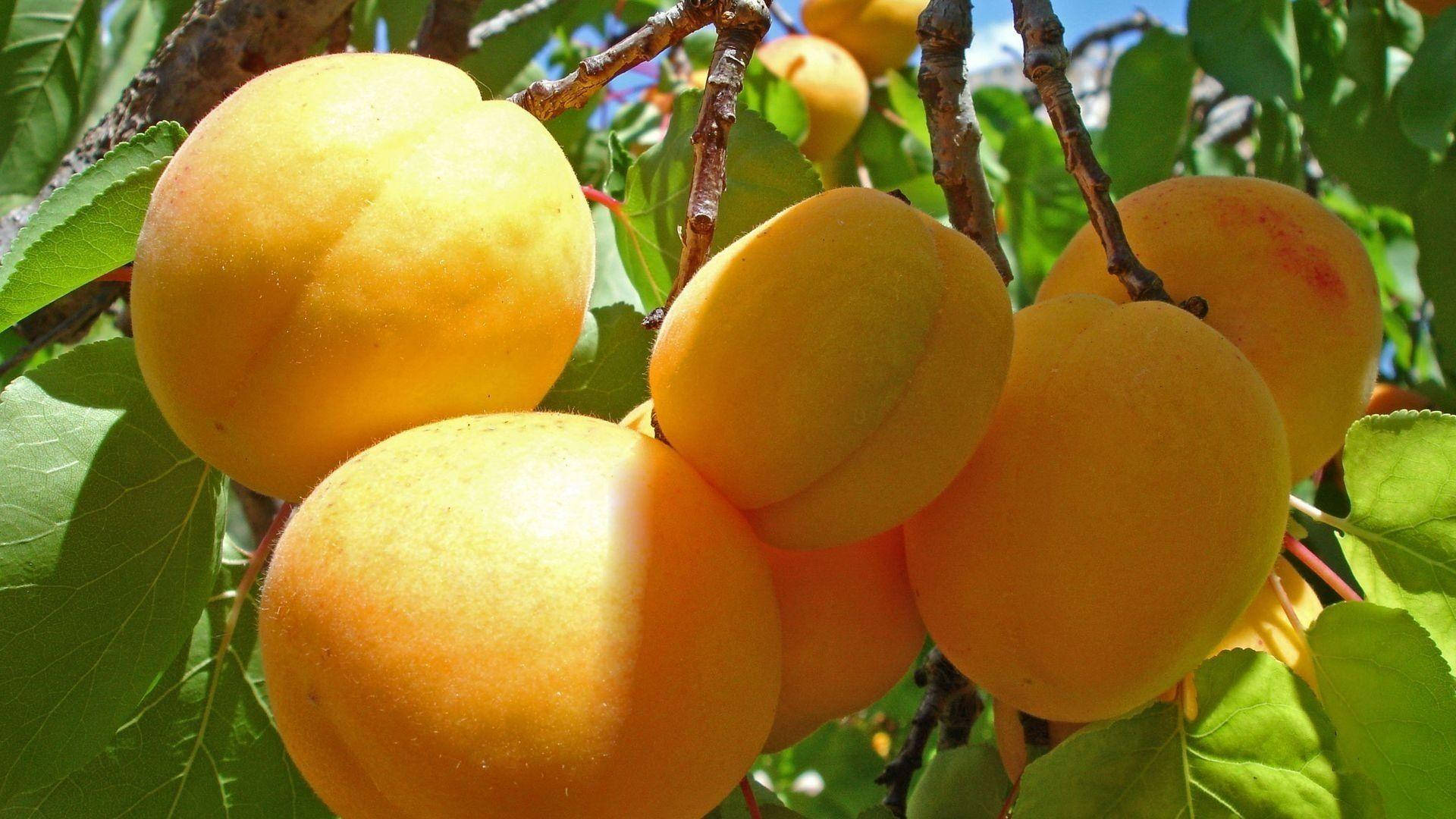 apricot fruits, sunlit branch, lush green leaves, Full HD Desktop Wallpaper