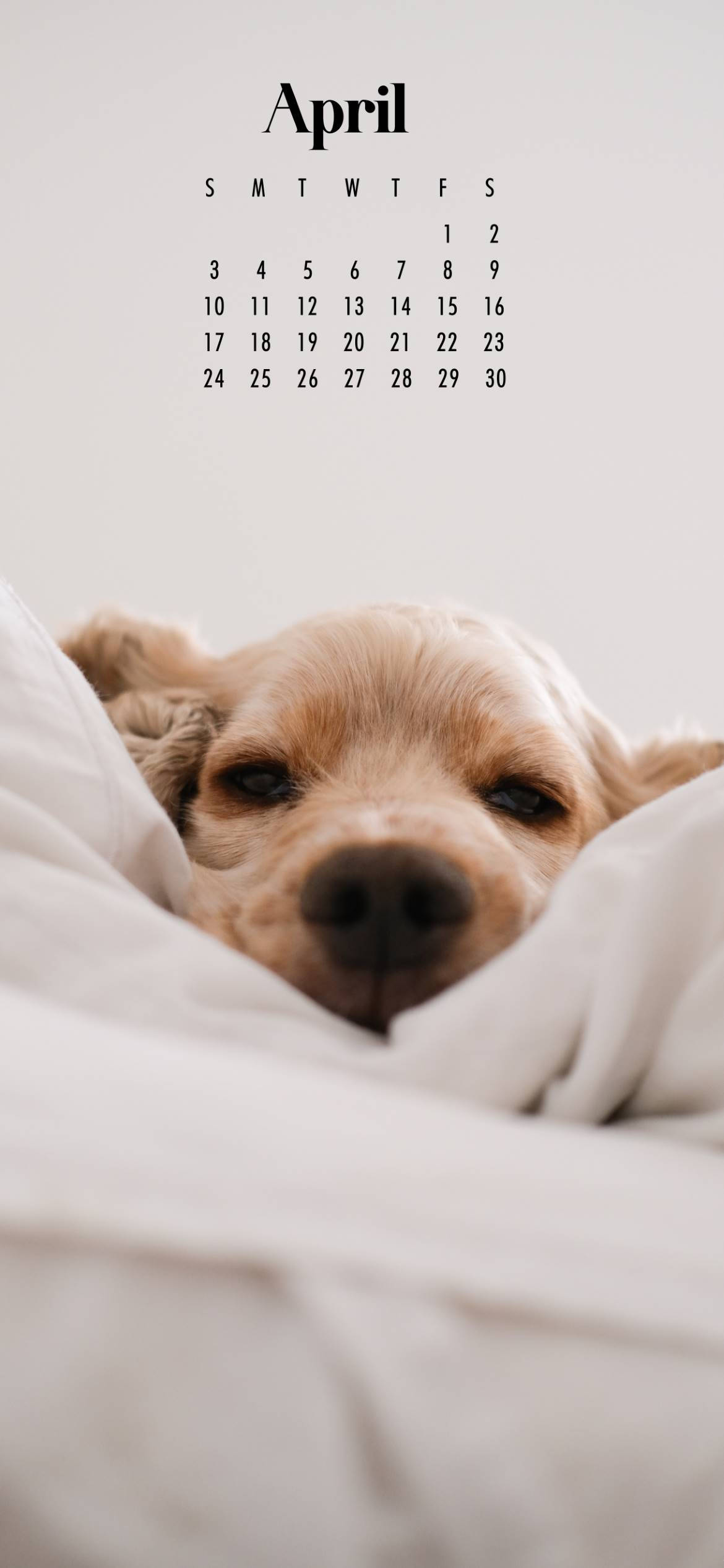 Comfy Dog April 2022 Calendar, golden dog, soft white blankets, Full HD Phone Wallpaper