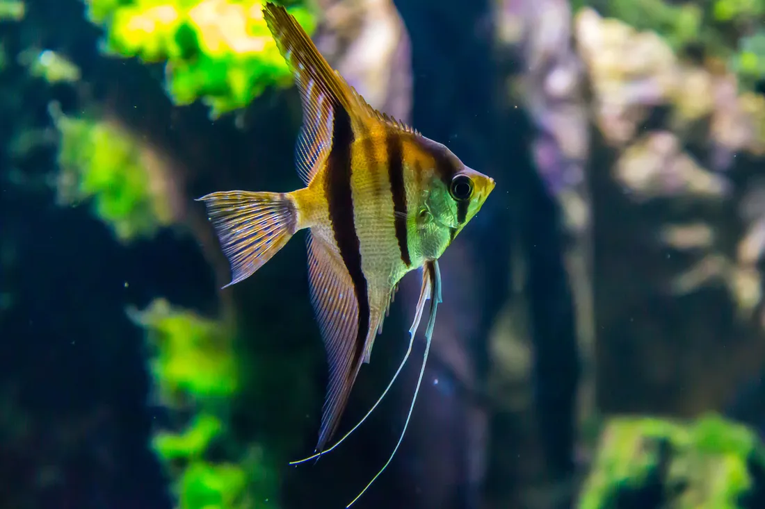 Aquarium Fish Tank