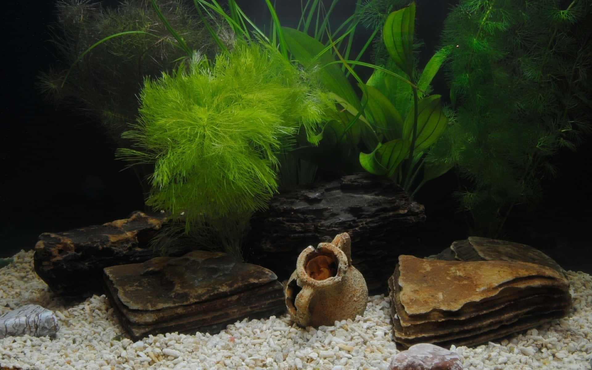 aquarium fish tank, lush green plants, dark driftwood, Full HD Desktop Wallpaper