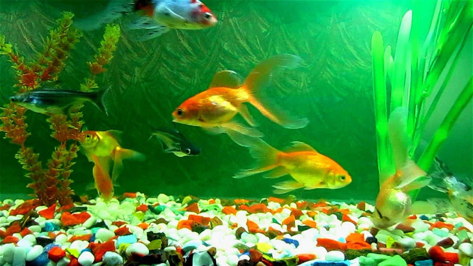 Aquarium Fish Tank, goldfish, black fish, HD Desktop Wallpaper