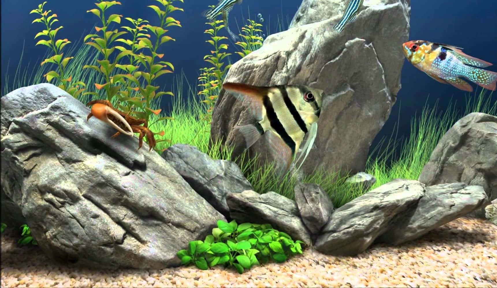 aquarium fish tank, tropical fish, crab, HD Desktop Wallpaper