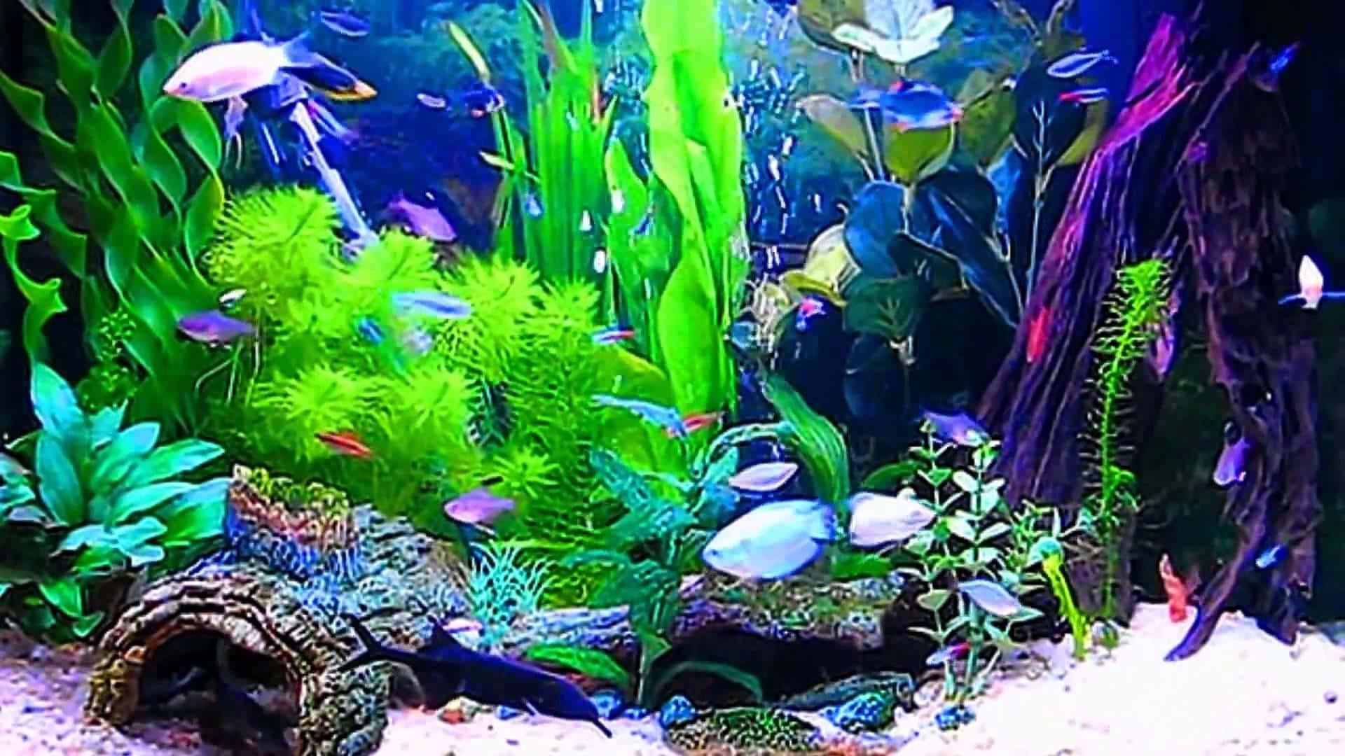 aquarium fish tank, crystal clear aquarium, colorful fish, Full HD Desktop Wallpaper
