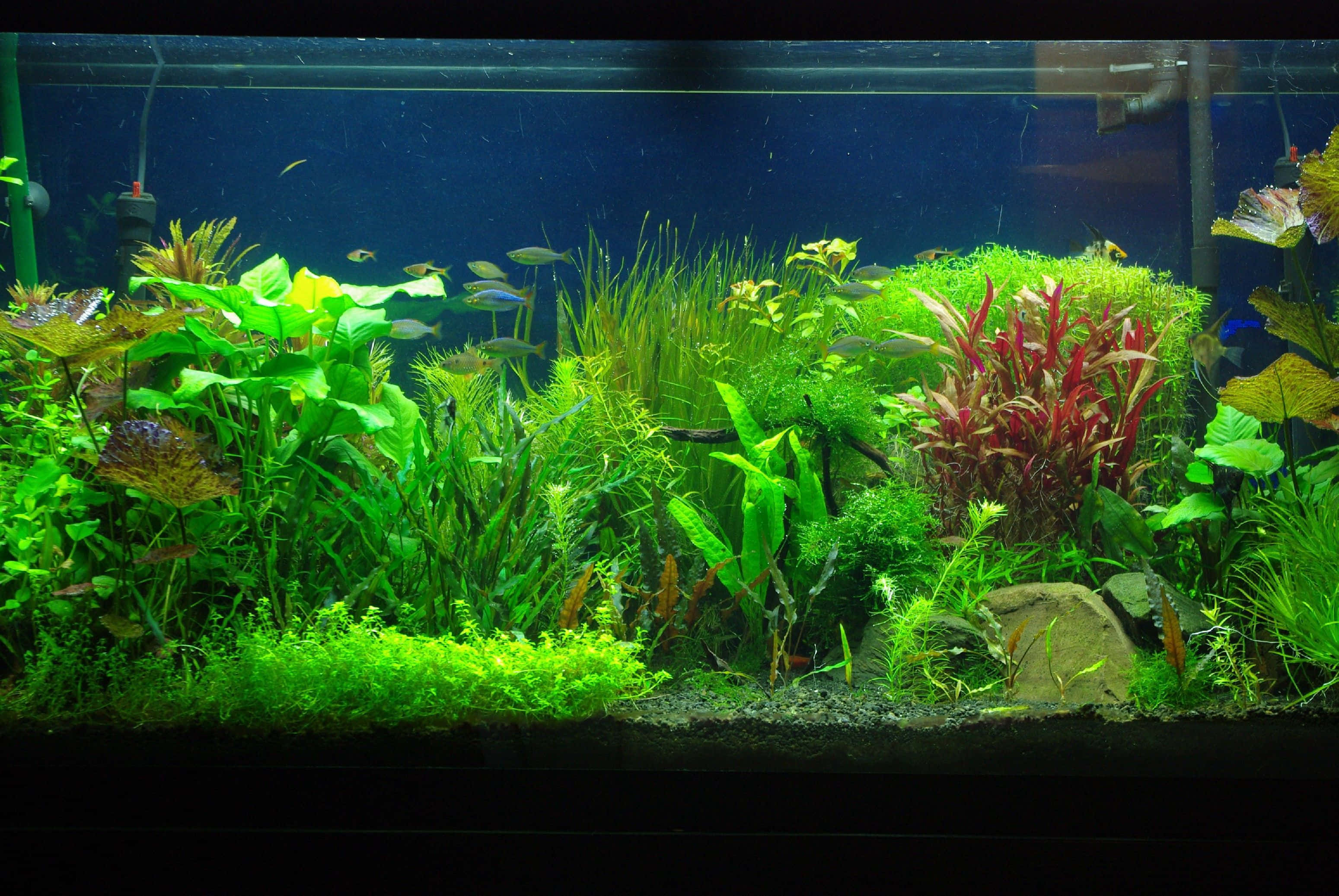 aquarium fish tank, freshwater aquarium, lush green and red aquatic plants, 2K Desktop Wallpaper