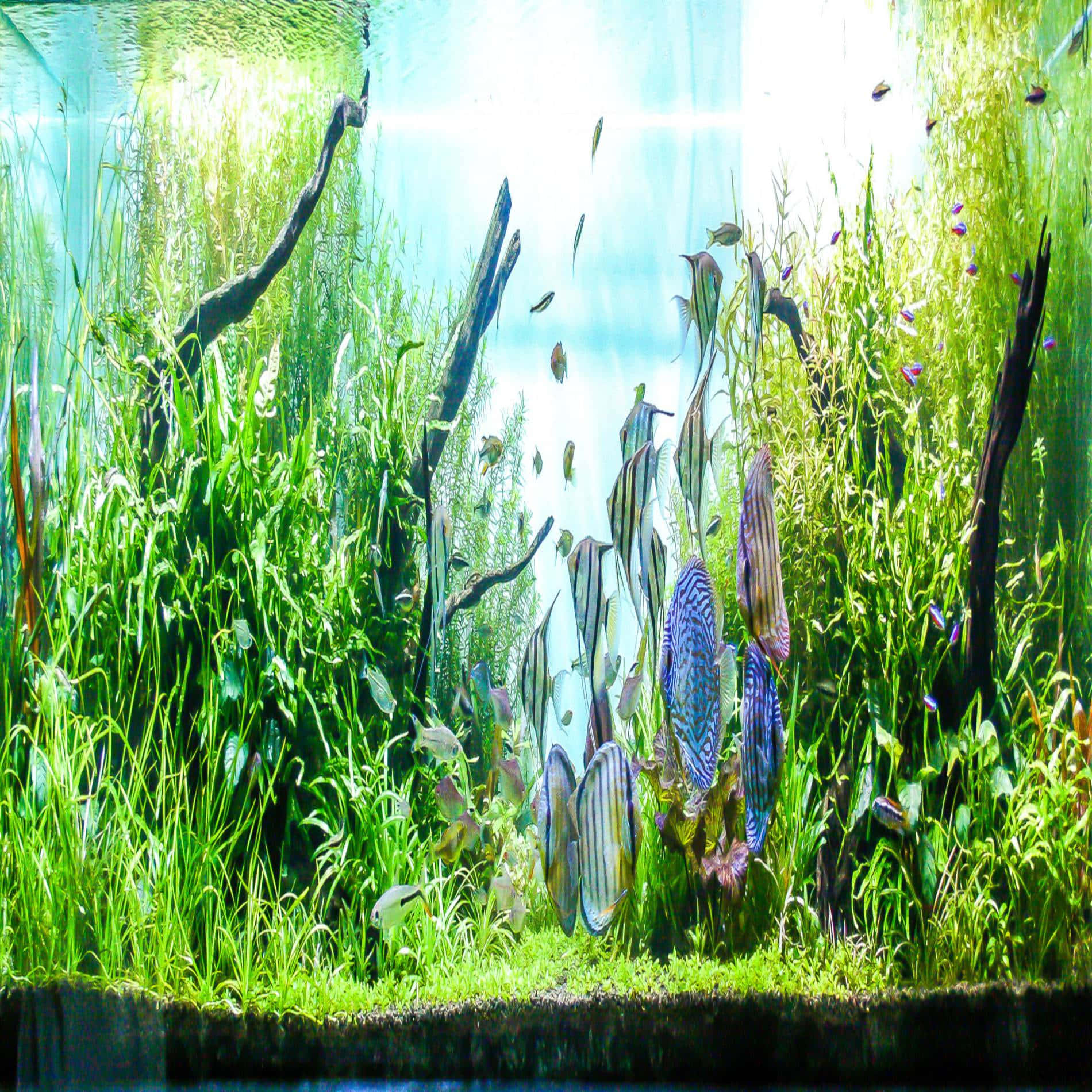 aquarium fish tank, lush green plants, colorful fish, HD Desktop Wallpaper