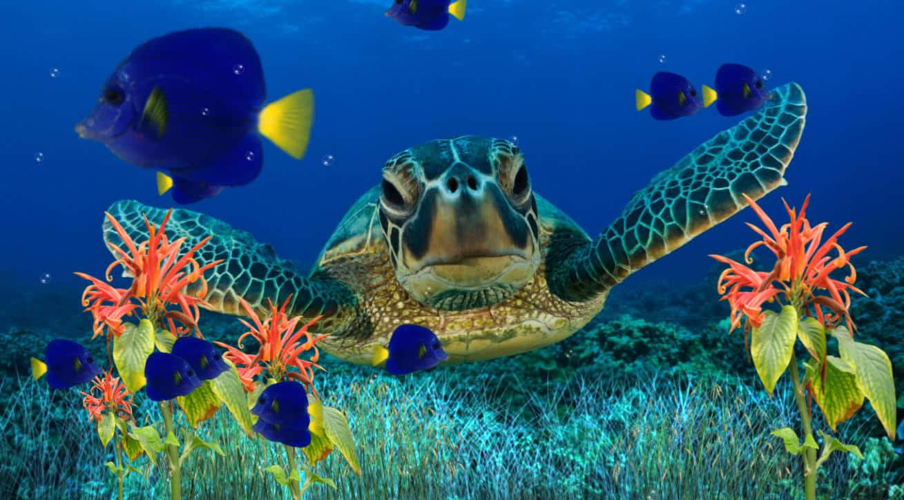 Aquarium Fish Tank, sea turtle, vibrant coral reef, HD Desktop Wallpaper
