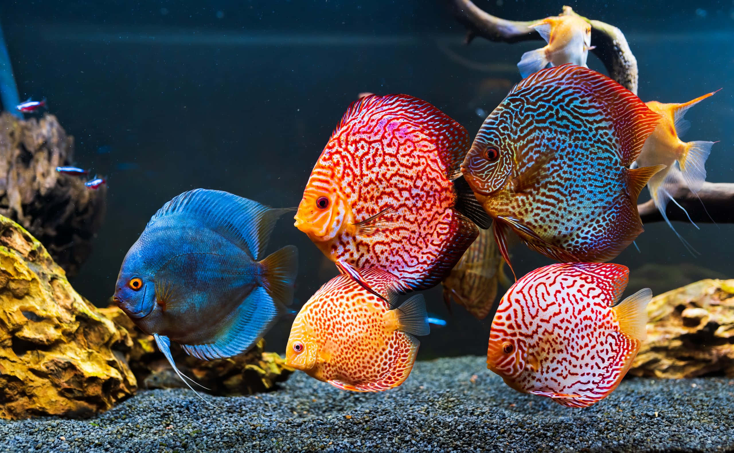 aquarium, discus fish, rocks, 2K Desktop Wallpaper