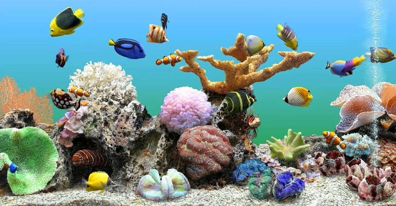 Aquarium Fish Tank, tropical fish, colorful coral, HD Desktop Wallpaper