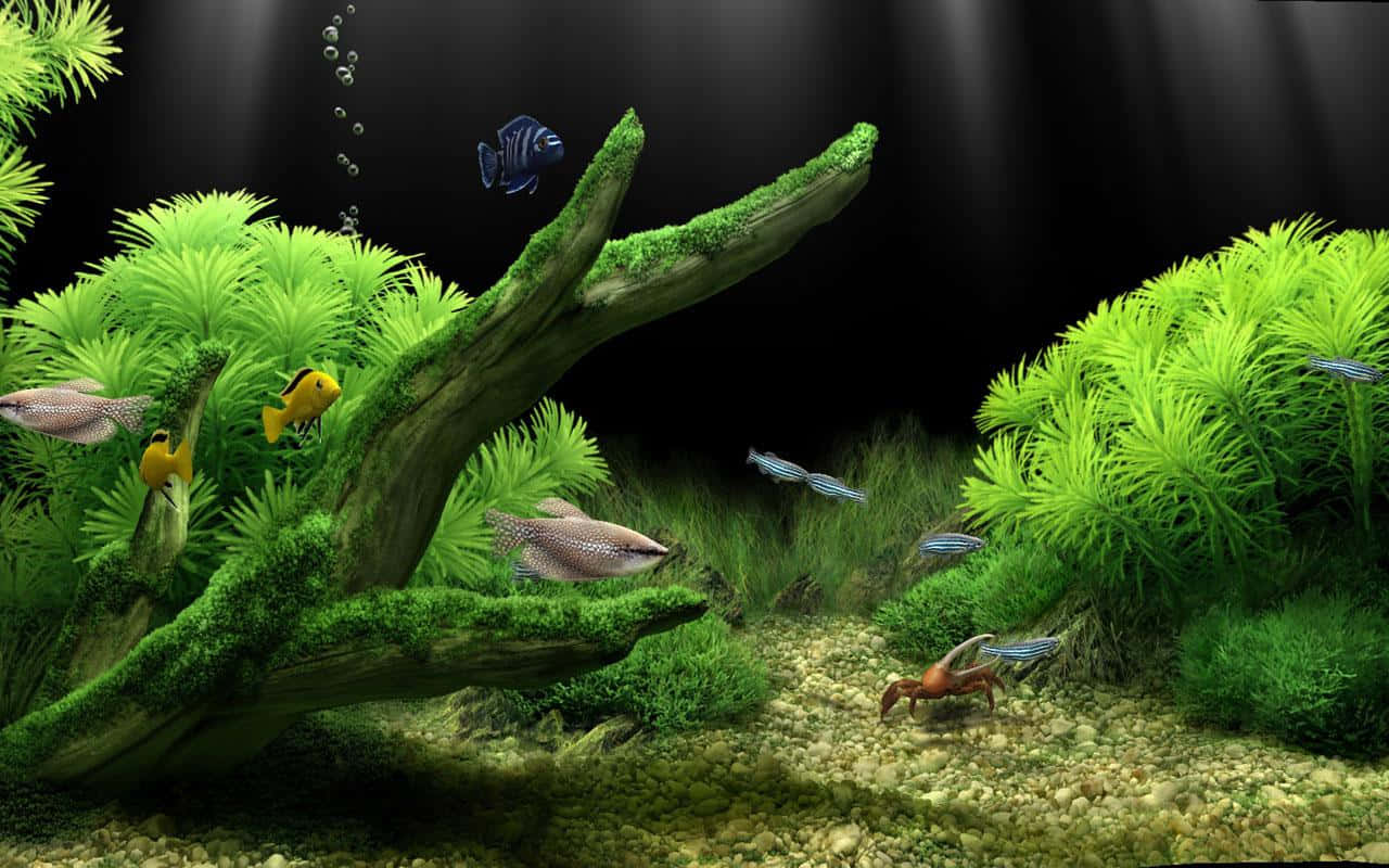 Aquarium Fish Tank, mossy driftwood, lush green plants, HD Desktop Wallpaper
