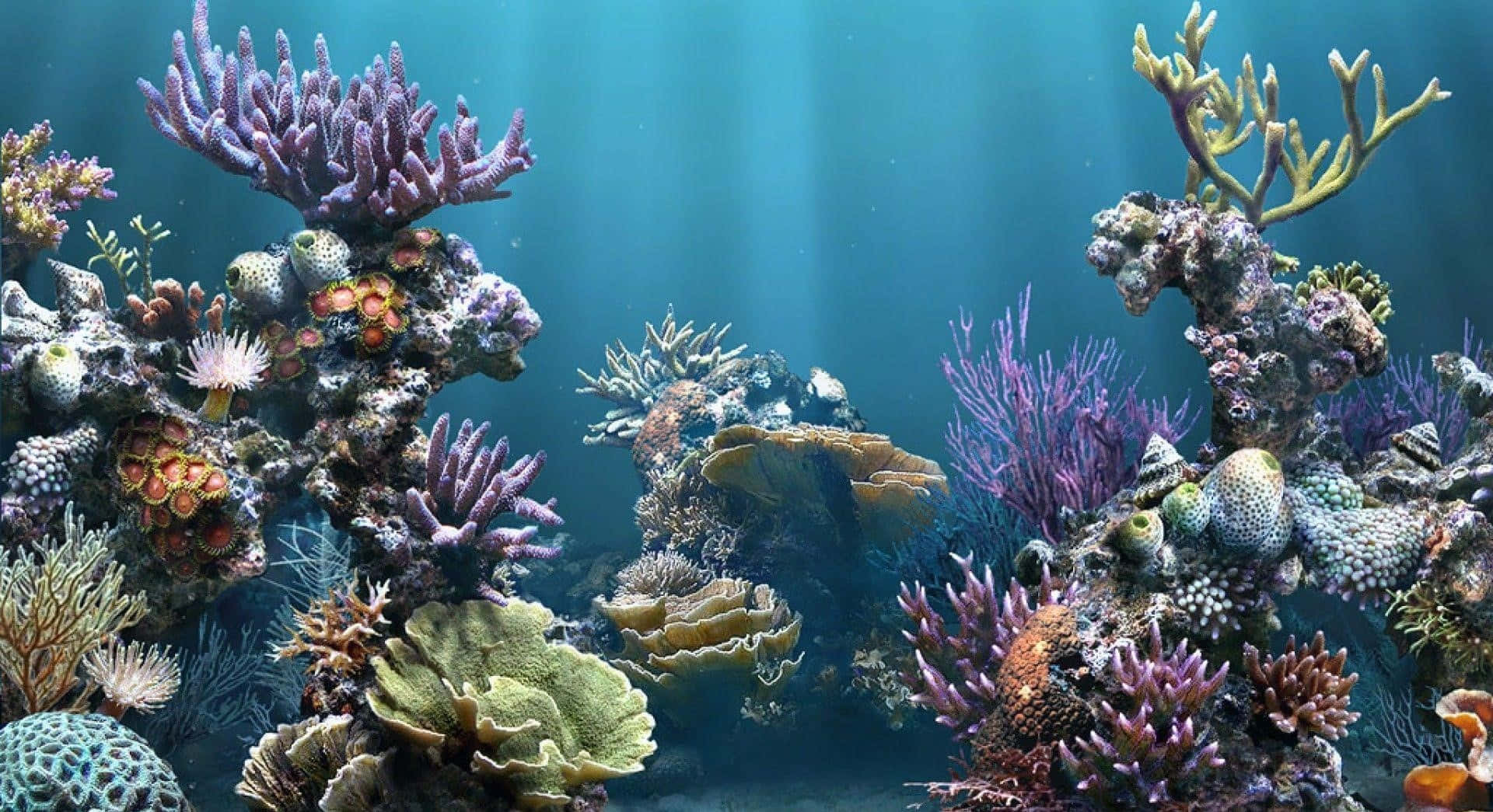 aquarium fish tank, vibrant coral reef, colorful sea life, Full HD Desktop Wallpaper