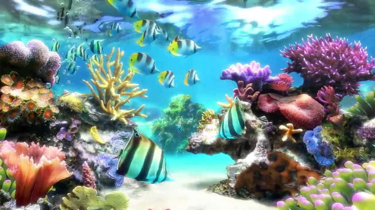 aquarium fish tank, tropical fish, colorful coral reefs, HD Desktop Wallpaper