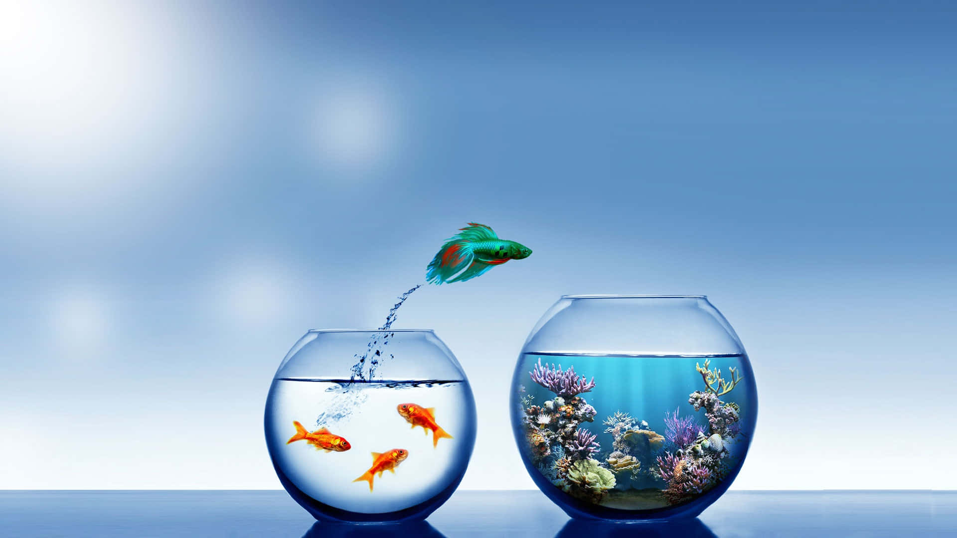 Aquarium Fish Tank, betta fish, goldfish, Full HD Desktop Wallpaper