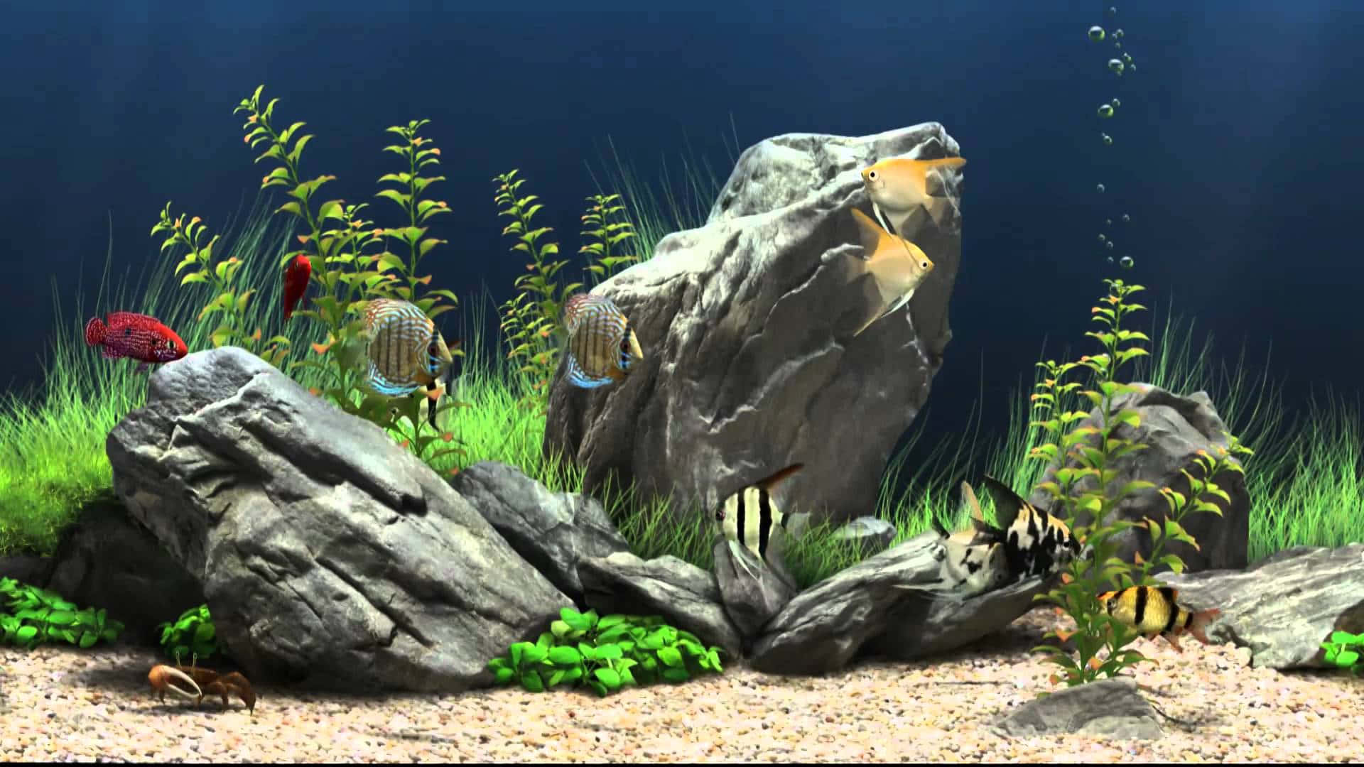 aquarium, tropical fish, lush green plants, Full HD Desktop Wallpaper