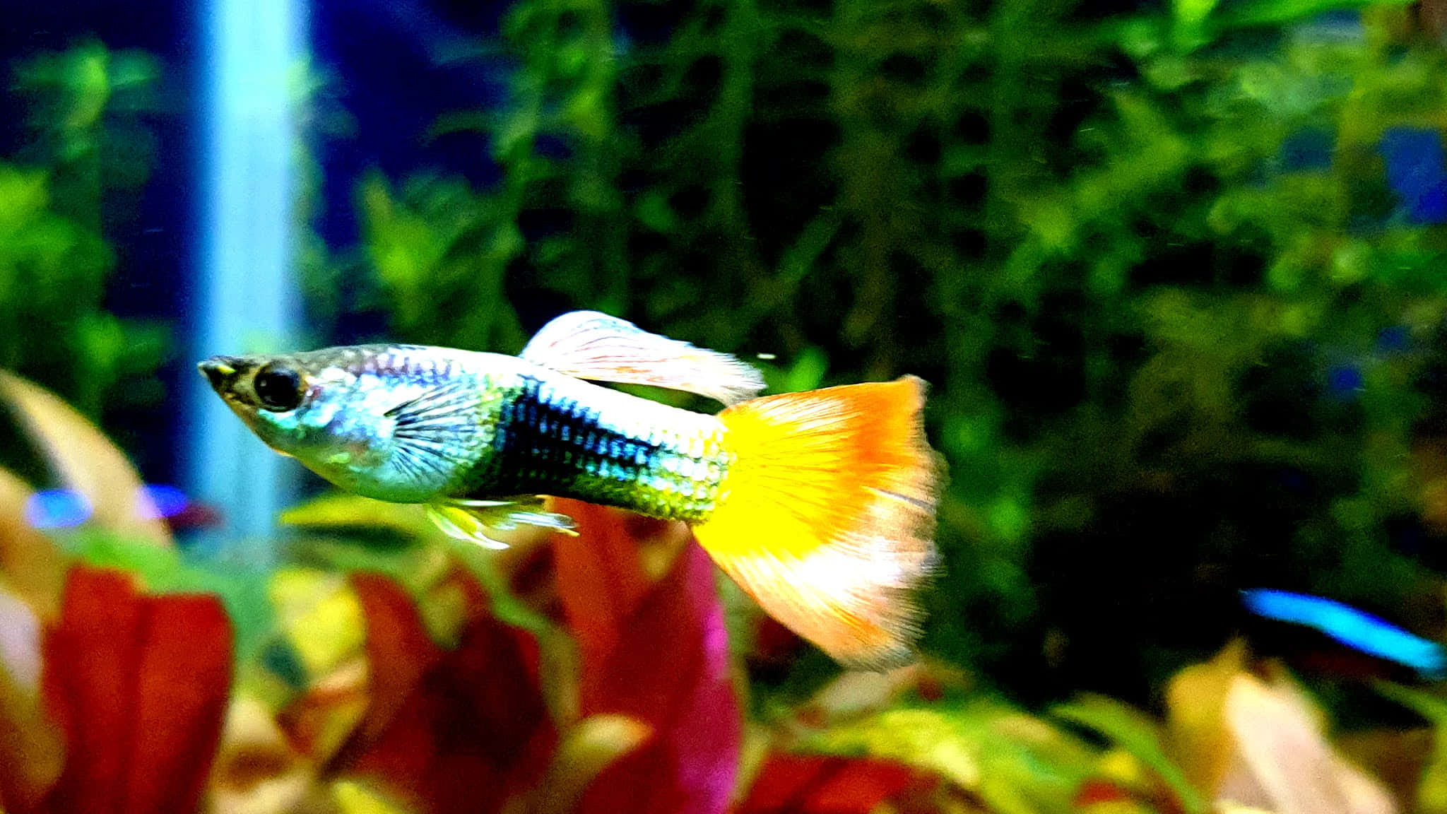 aquarium fish tank, guppy fish, iridescent blue green body, Full HD Desktop Wallpaper