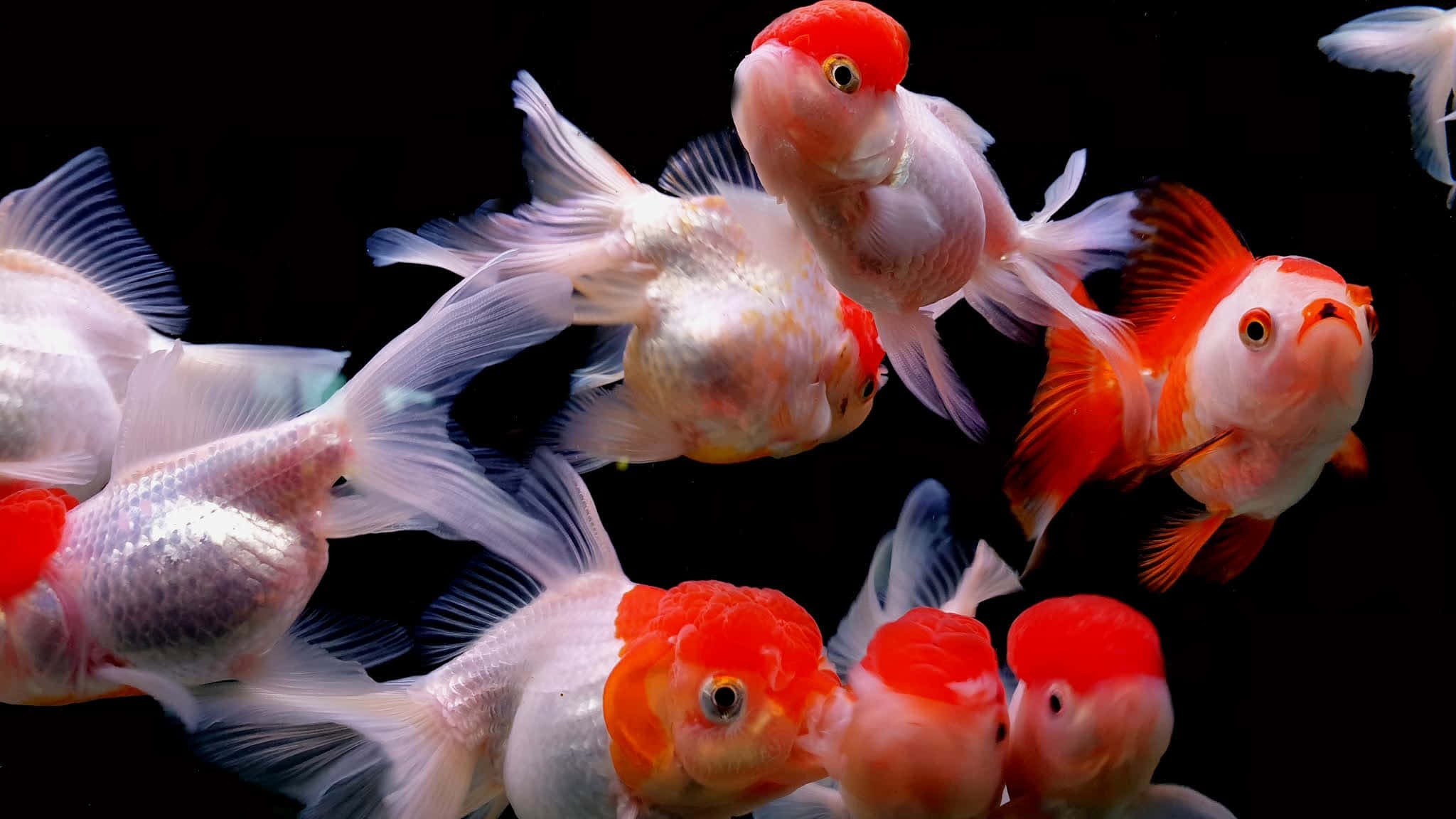 goldfish, black tank, flowing fins, Full HD Desktop Wallpaper