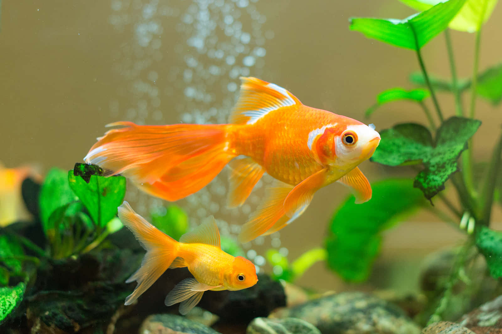 Aquarium, goldfish, orange, HD Desktop Wallpaper