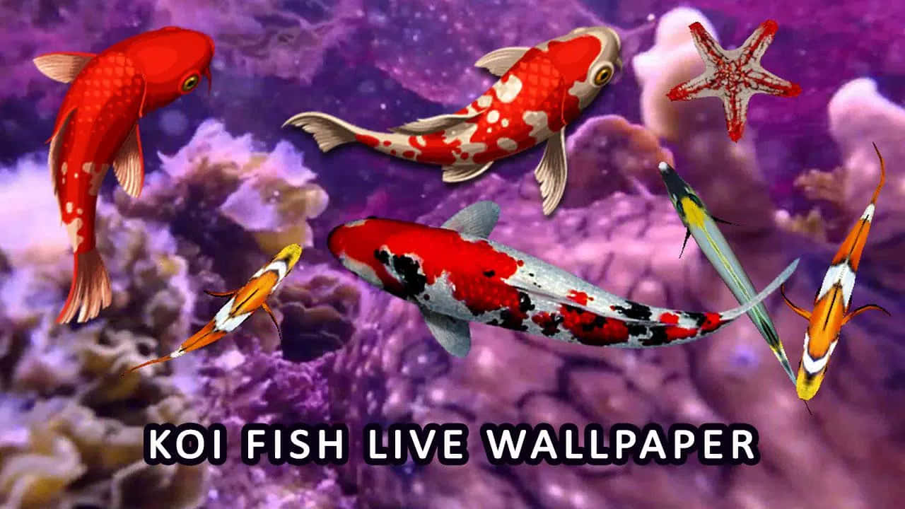 aquarium fish tank, koi fish, purple coral, HD Desktop Wallpaper