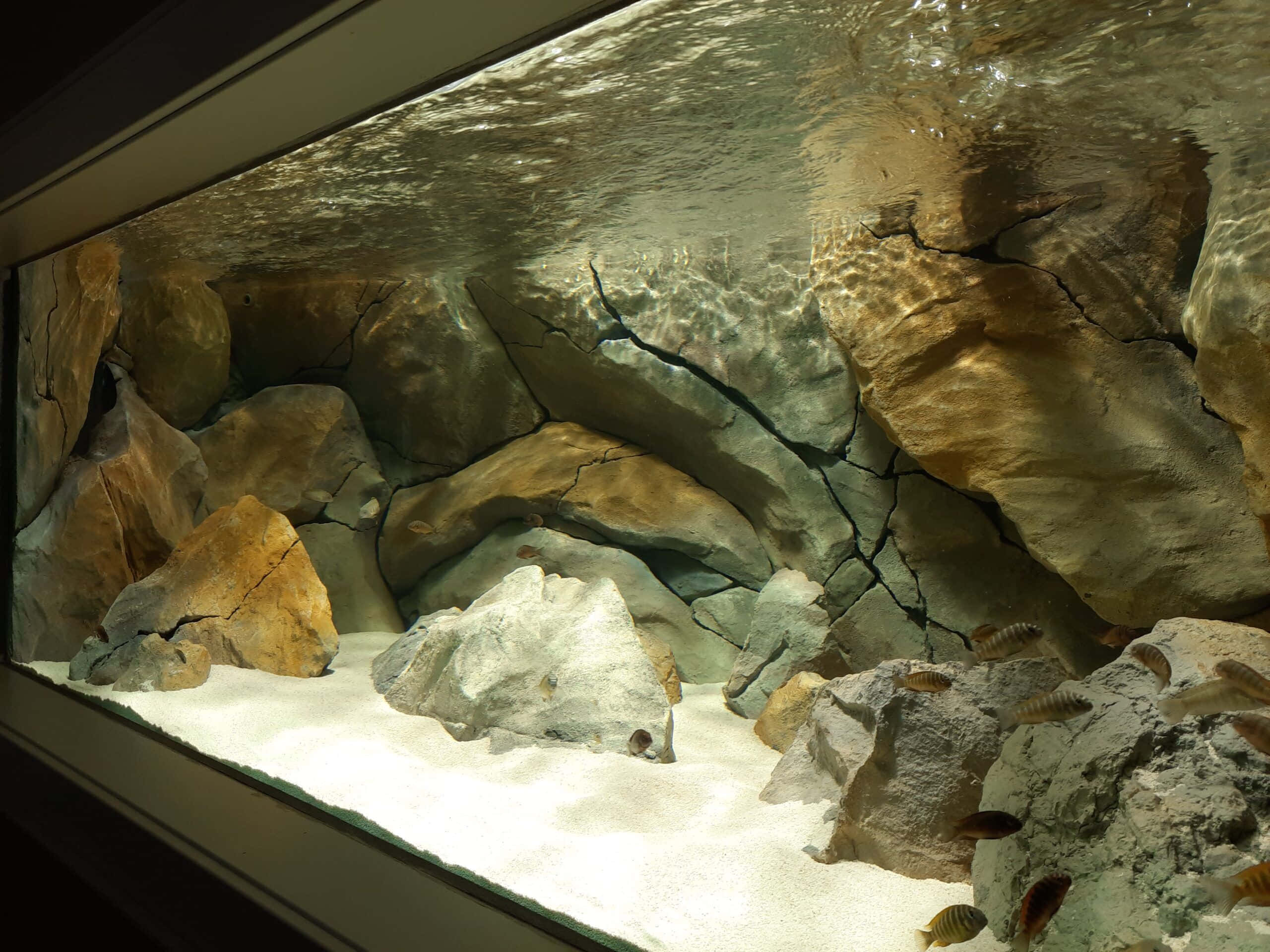 Aquarium Fish Tank, sunlight, rocky aquarium floor, 2K Desktop Wallpaper