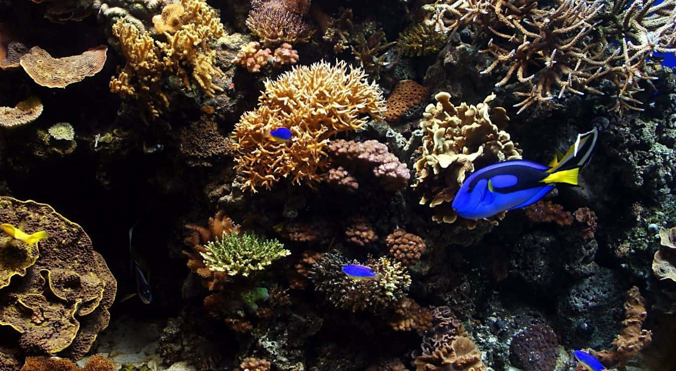 aquarium fish tank, colorful reef creatures, vibrant blue and yellow fish, HD Desktop Wallpaper