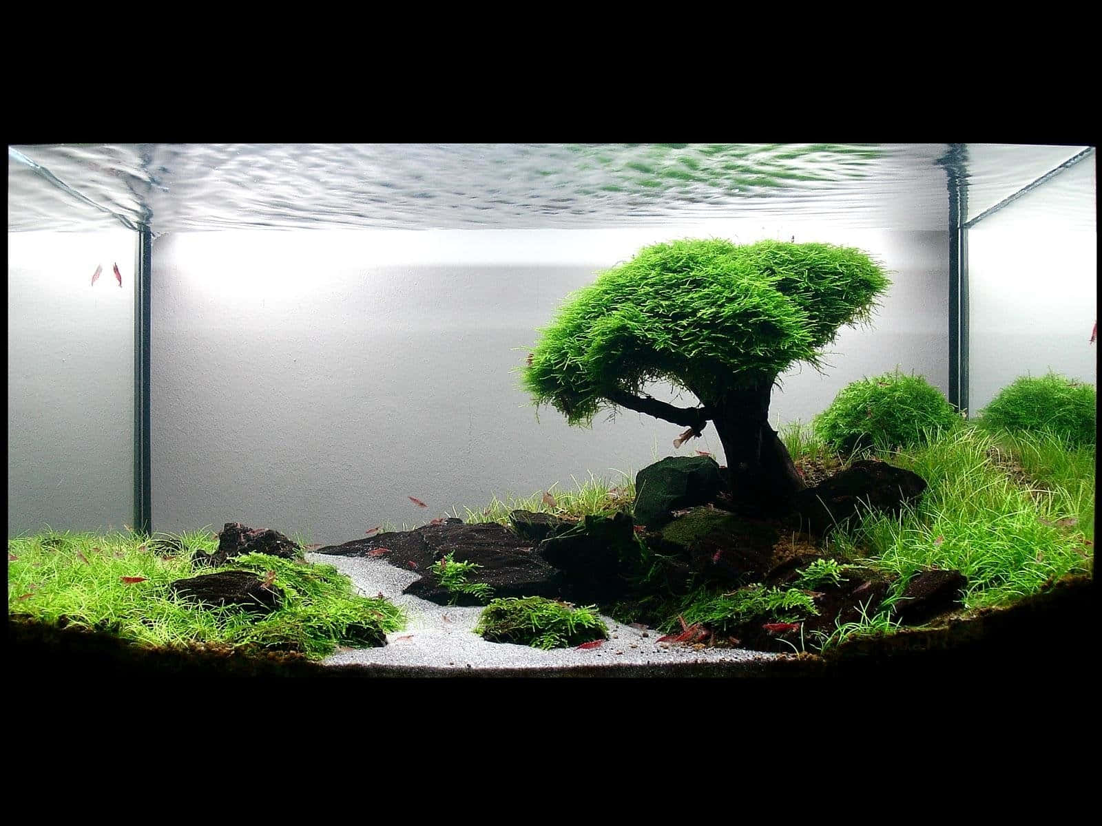aquarium fish tank, lush green moss-covered tree, rocks, HD Desktop Wallpaper