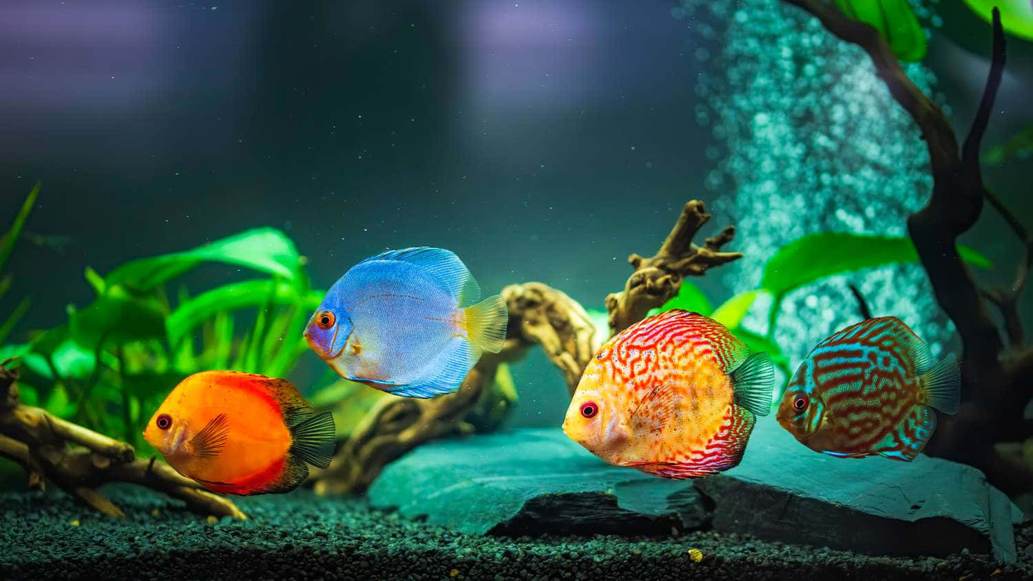 aquarium, colorful fish, vibrant discus fish, HD Desktop Wallpaper
