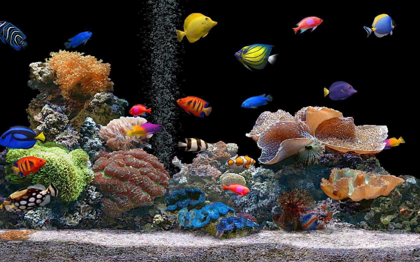 aquarium fish tank, tropical fish, colorful coral, HD Desktop Wallpaper