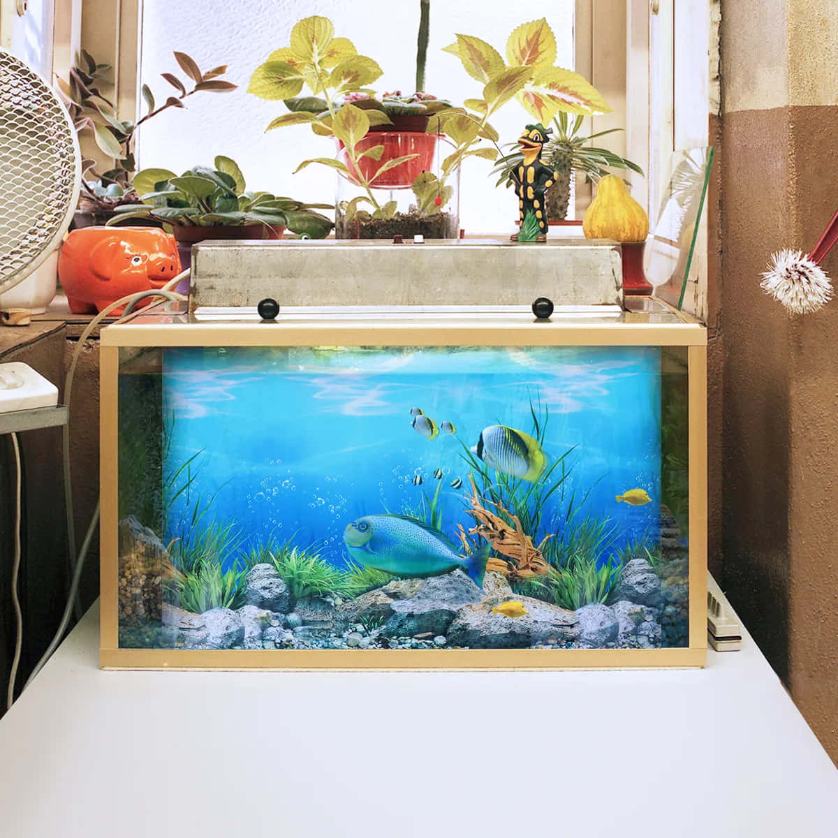 wooden-framed aquarium, colorful fish, green plants, SD Desktop Wallpaper