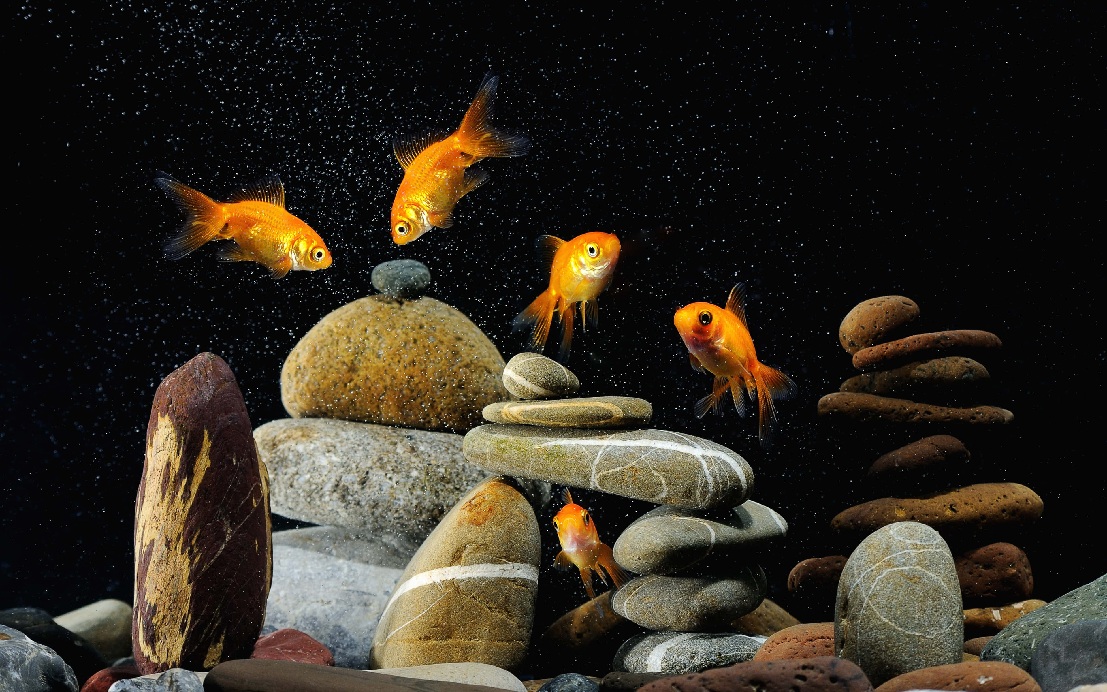 aquarium fish tank, vibrant orange goldfish, stacked smooth stones, 4K Desktop Wallpaper
