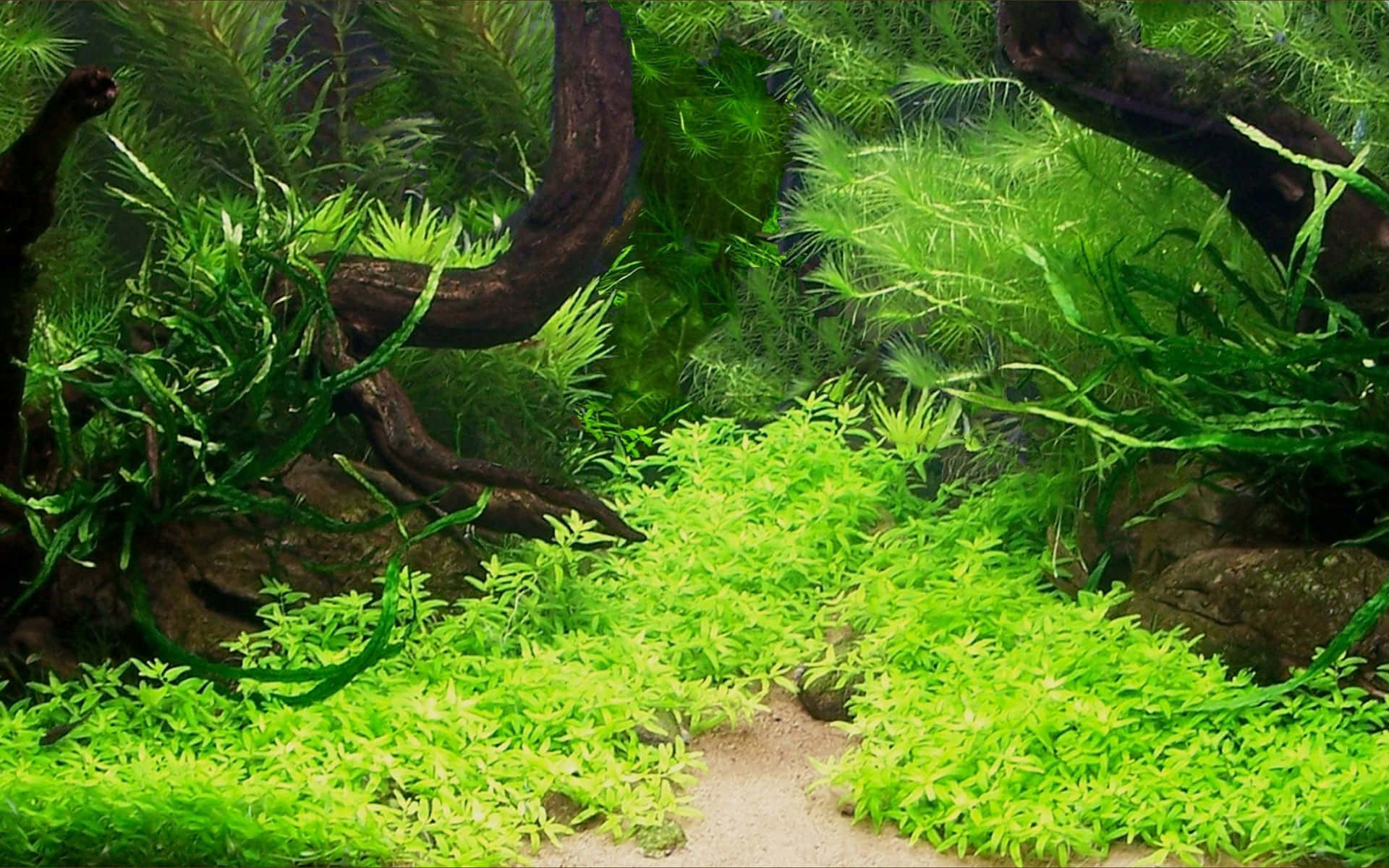 Aquarium Fish Tank, lush vibrant green aquatic plants, dark driftwood, Full HD Desktop Wallpaper