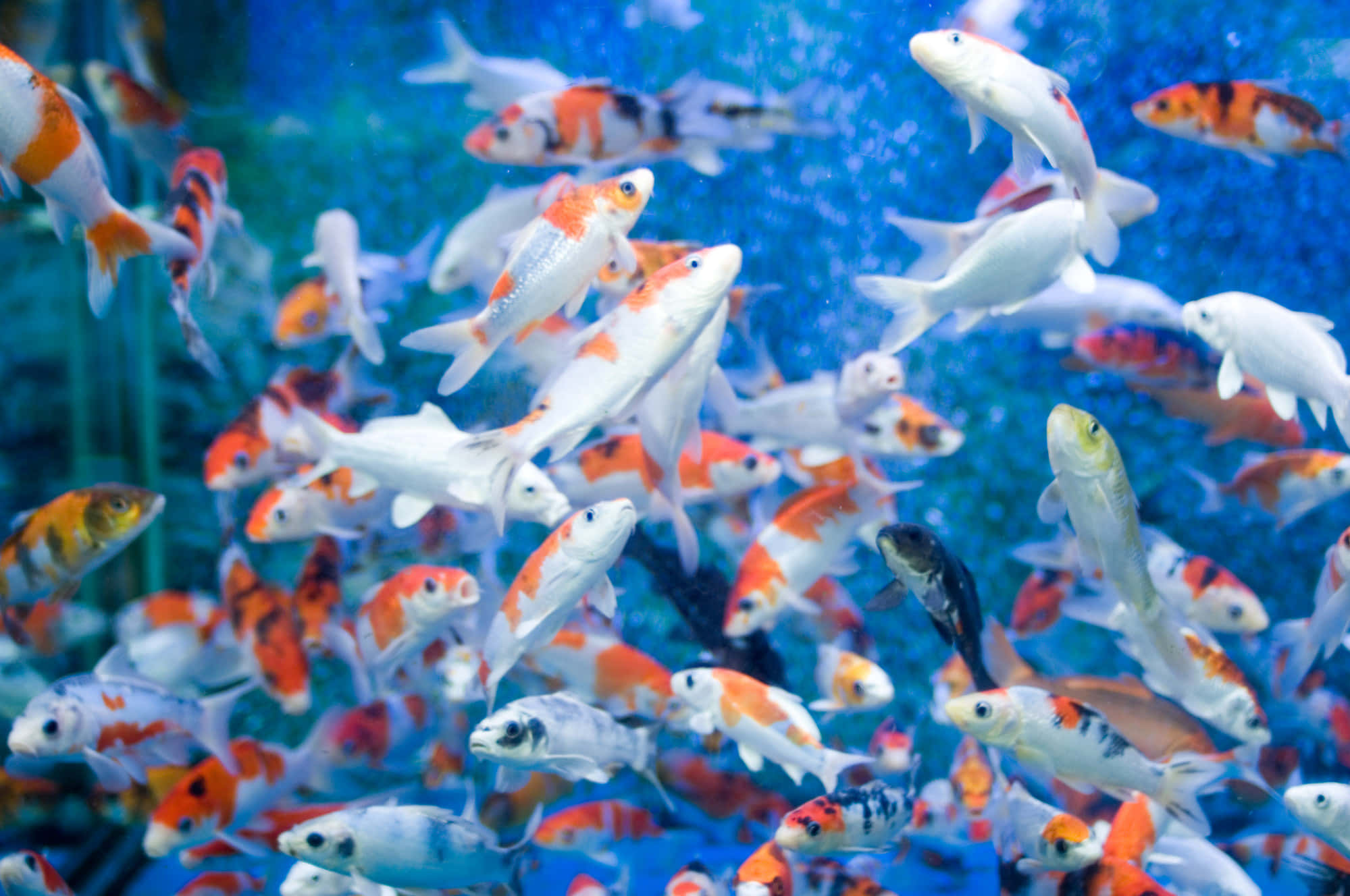 aquarium fish tank, colorful koi fish, clear blue water, Full HD Desktop Wallpaper