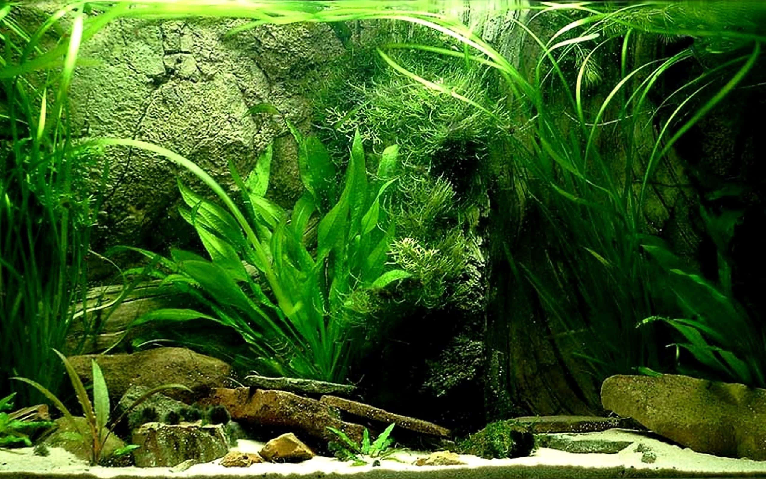 aquarium fish tank, lush green aquatic plants, serene aquarium, 2K Desktop Wallpaper