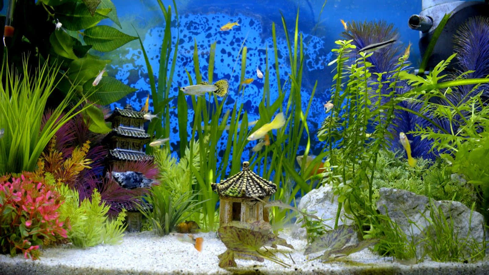 aquarium fish tank, tropical aquarium fish, lush green plants, HD Desktop Wallpaper