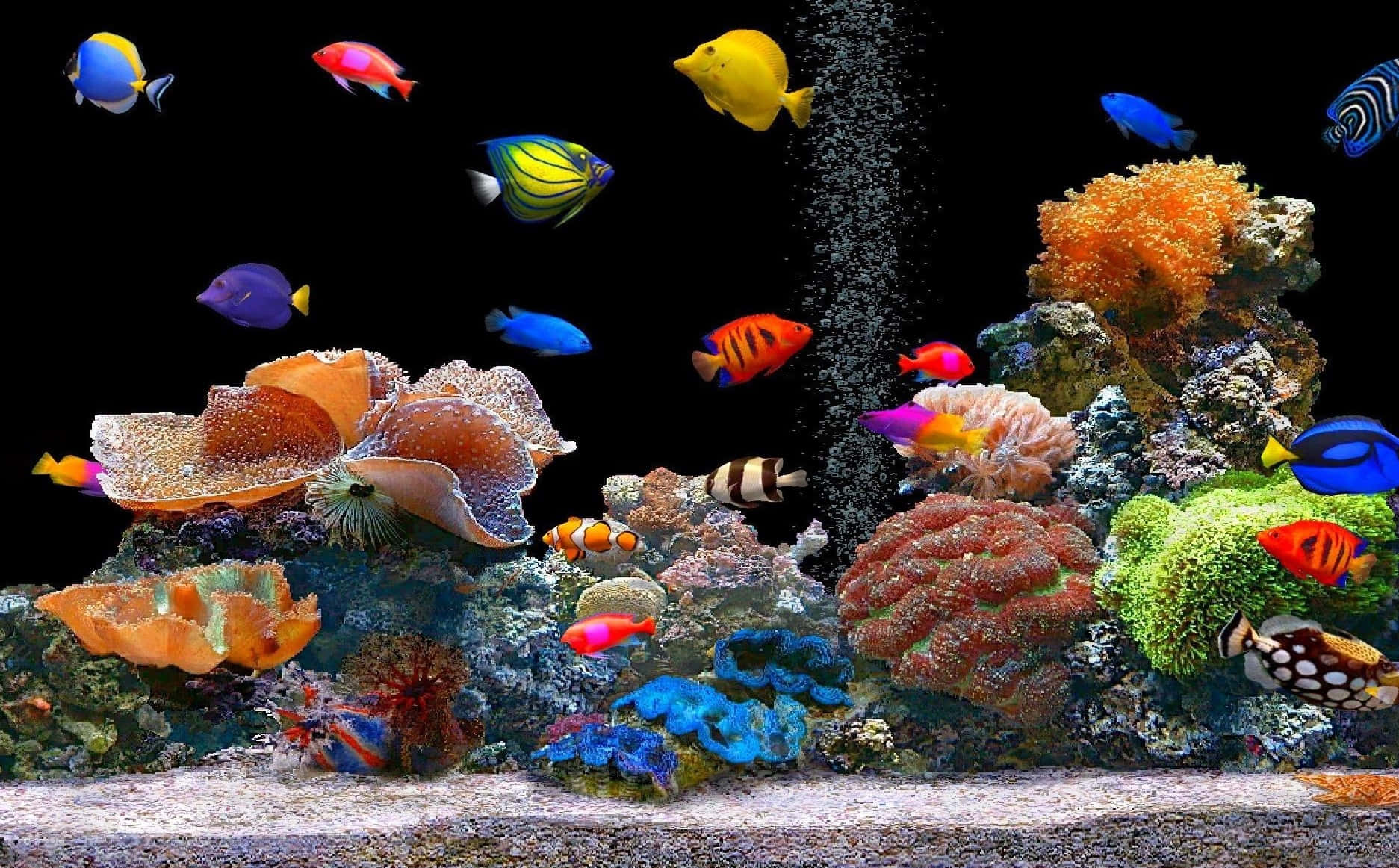 aquarium fish tank, vibrant tropical fish, colorful coral formations, HD Desktop Wallpaper