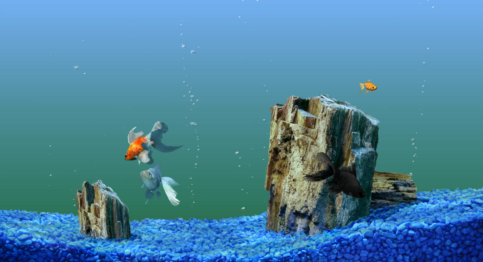 Aquarium Fish Tank, goldfish, silver fish, HD Desktop Wallpaper