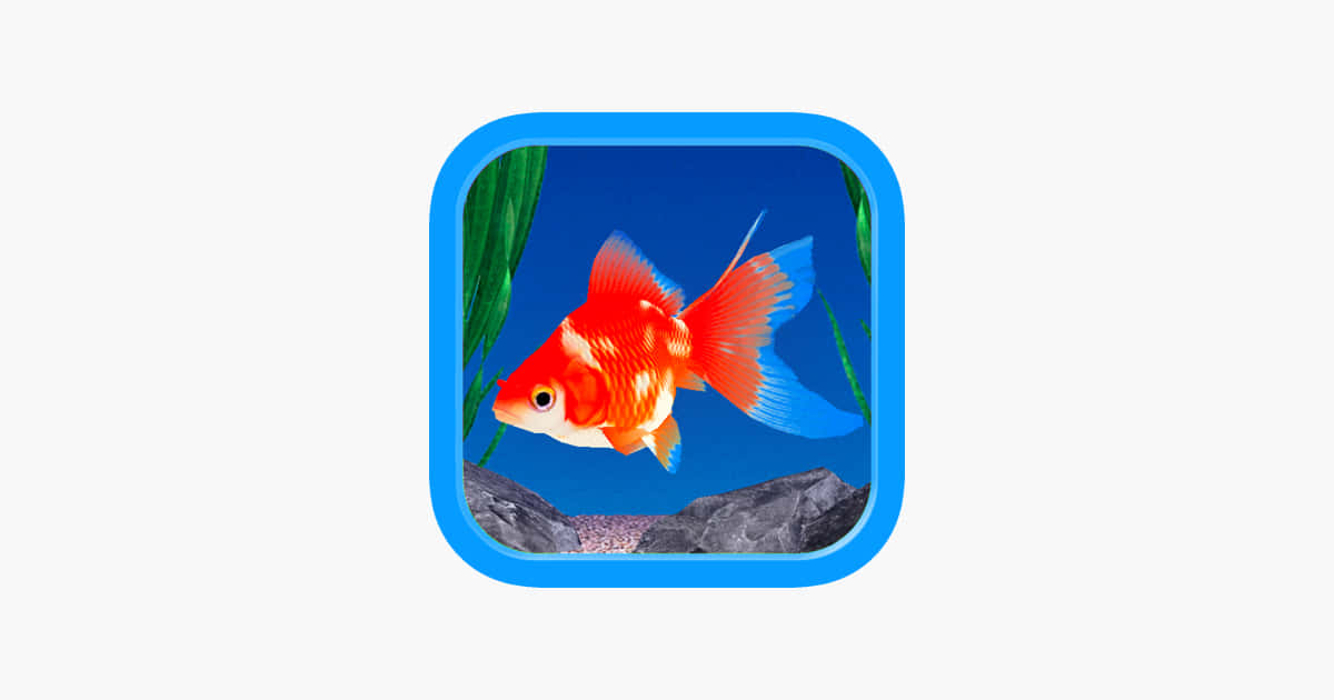 aquarium fish tank, orange and white goldfish, blue aquarium, SD Desktop Wallpaper
