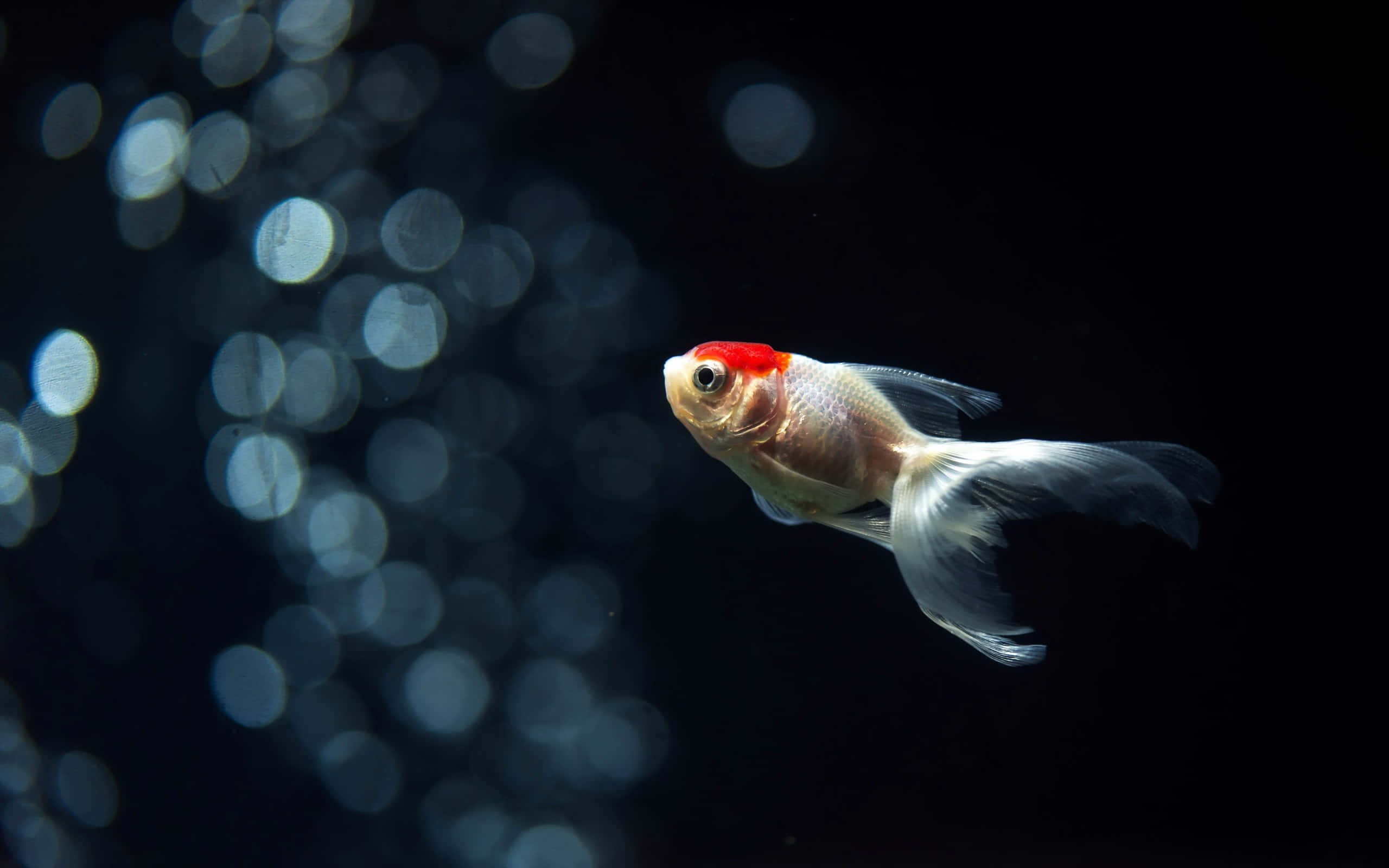 aquarium fish tank, red-topped goldfish, dark water, 2K Desktop Wallpaper