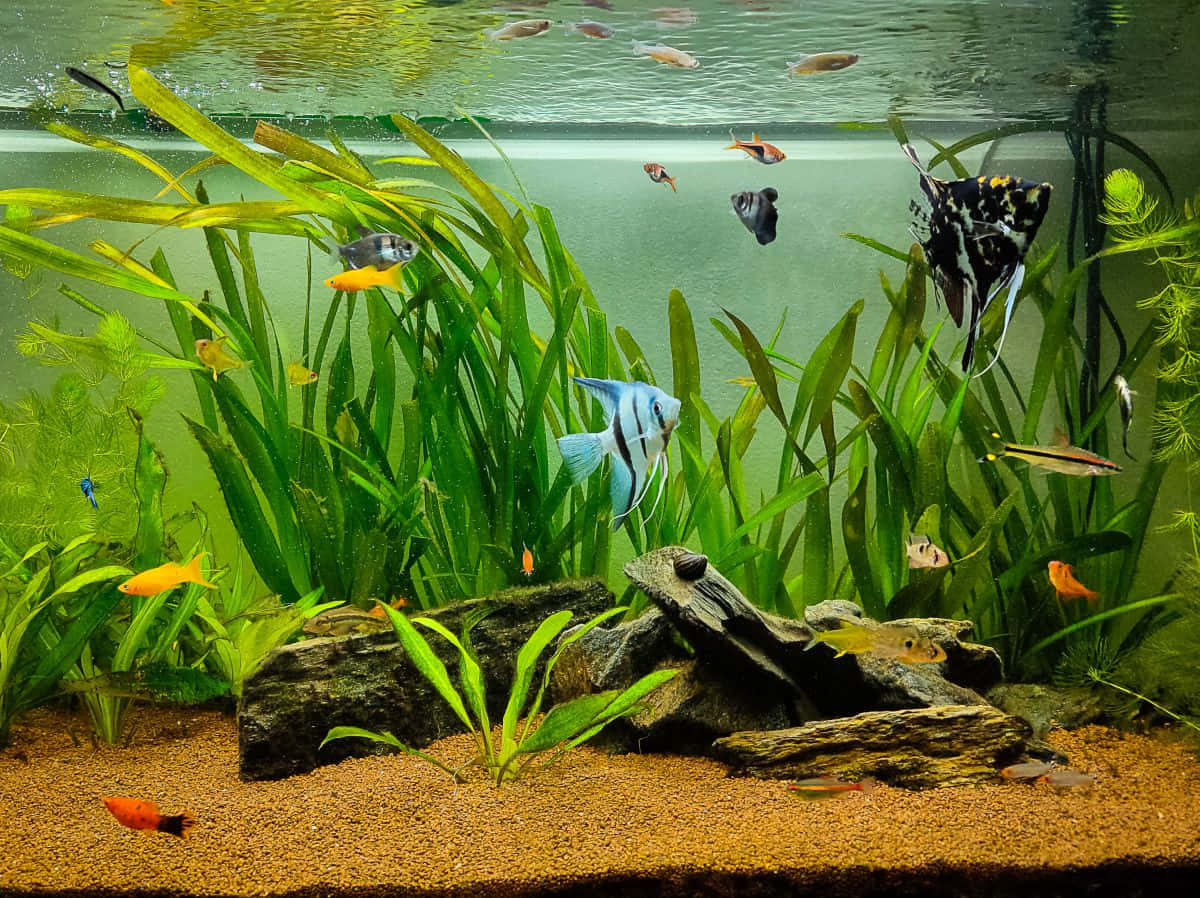 aquarium fish tank, tropical fish, lush green plants, SD Desktop Wallpaper