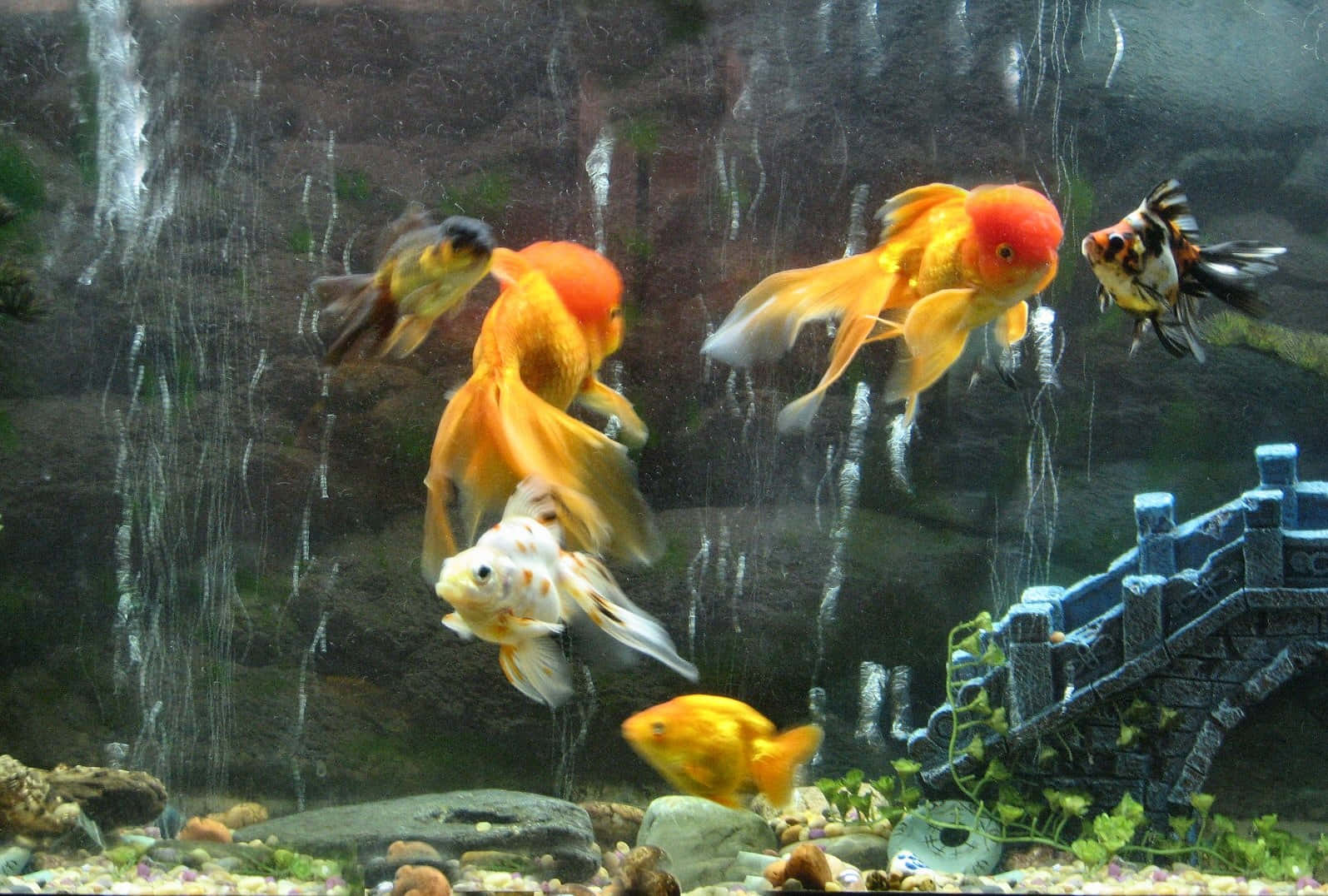 goldfish, aquarium, waterfall, HD Desktop Wallpaper