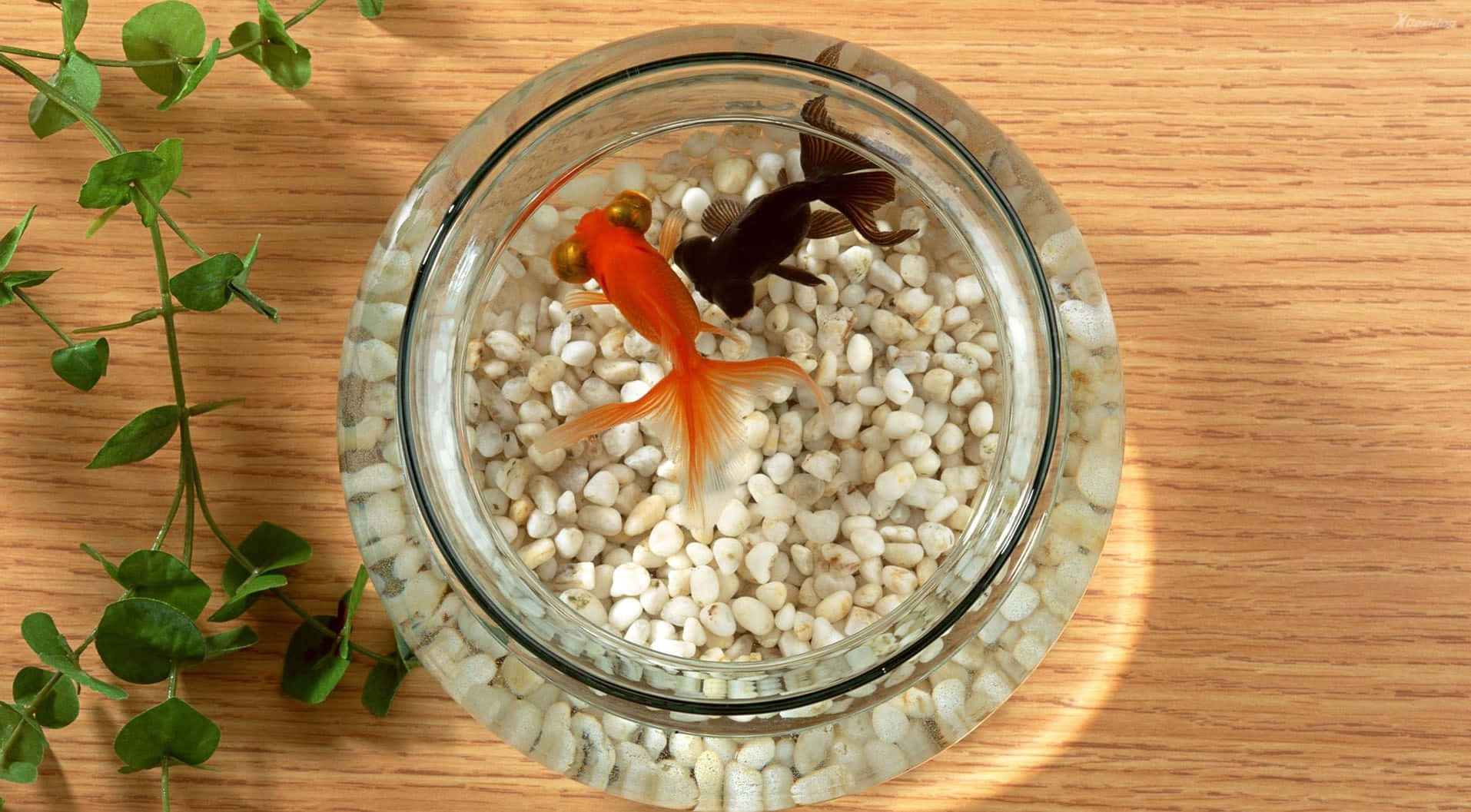 aquarium fish tank, goldfish, glass bowl, HD Desktop Wallpaper
