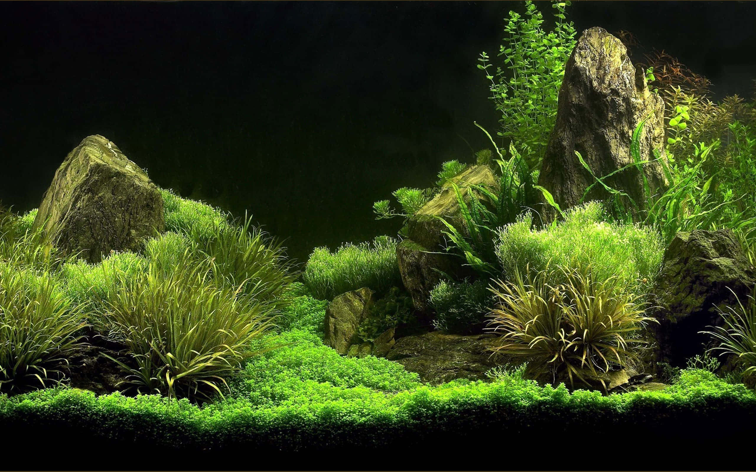 aquarium fish tank, vibrant green plants, moss, 2K Desktop Wallpaper
