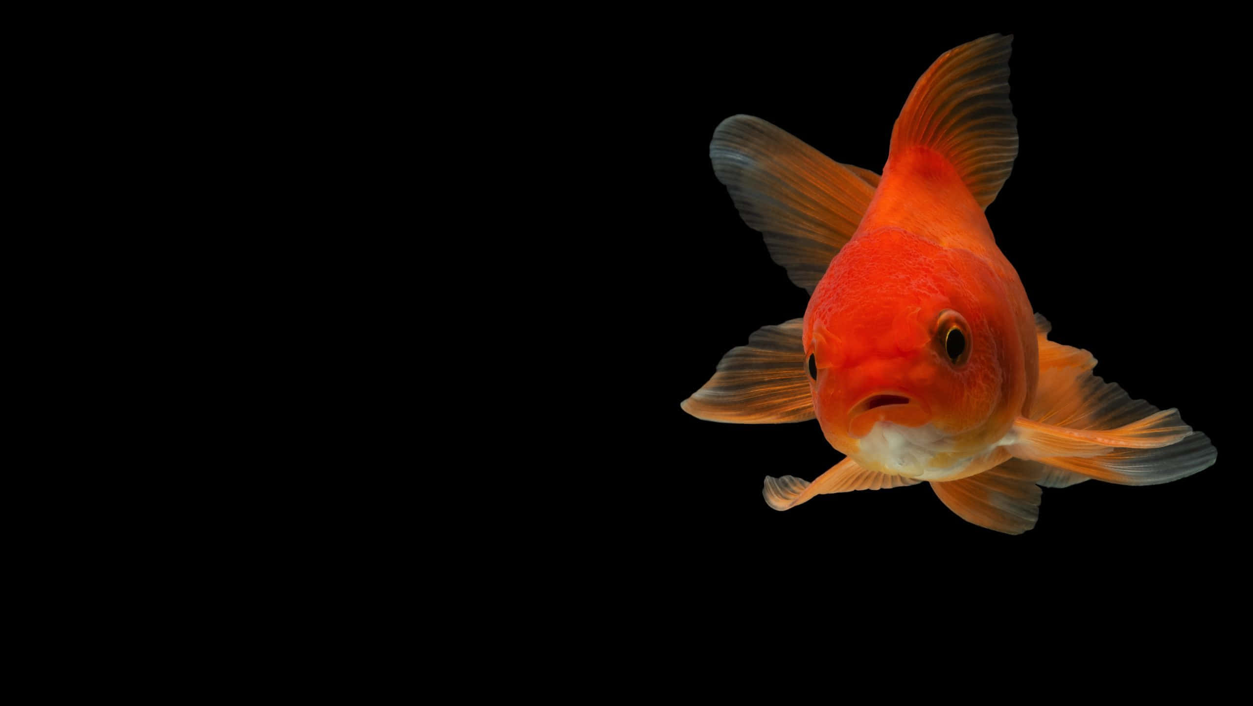 Aquarium Fish Tank, orange goldfish, stark black background, 2K Desktop Wallpaper