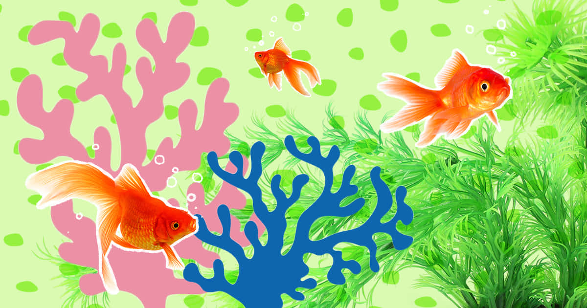 aquarium fish tank, cartoon goldfish, pink blue and green coral, SD Desktop Wallpaper